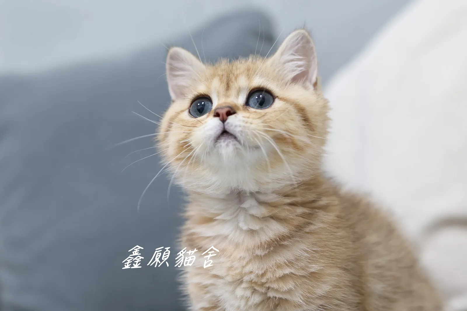 鑫願貓舍