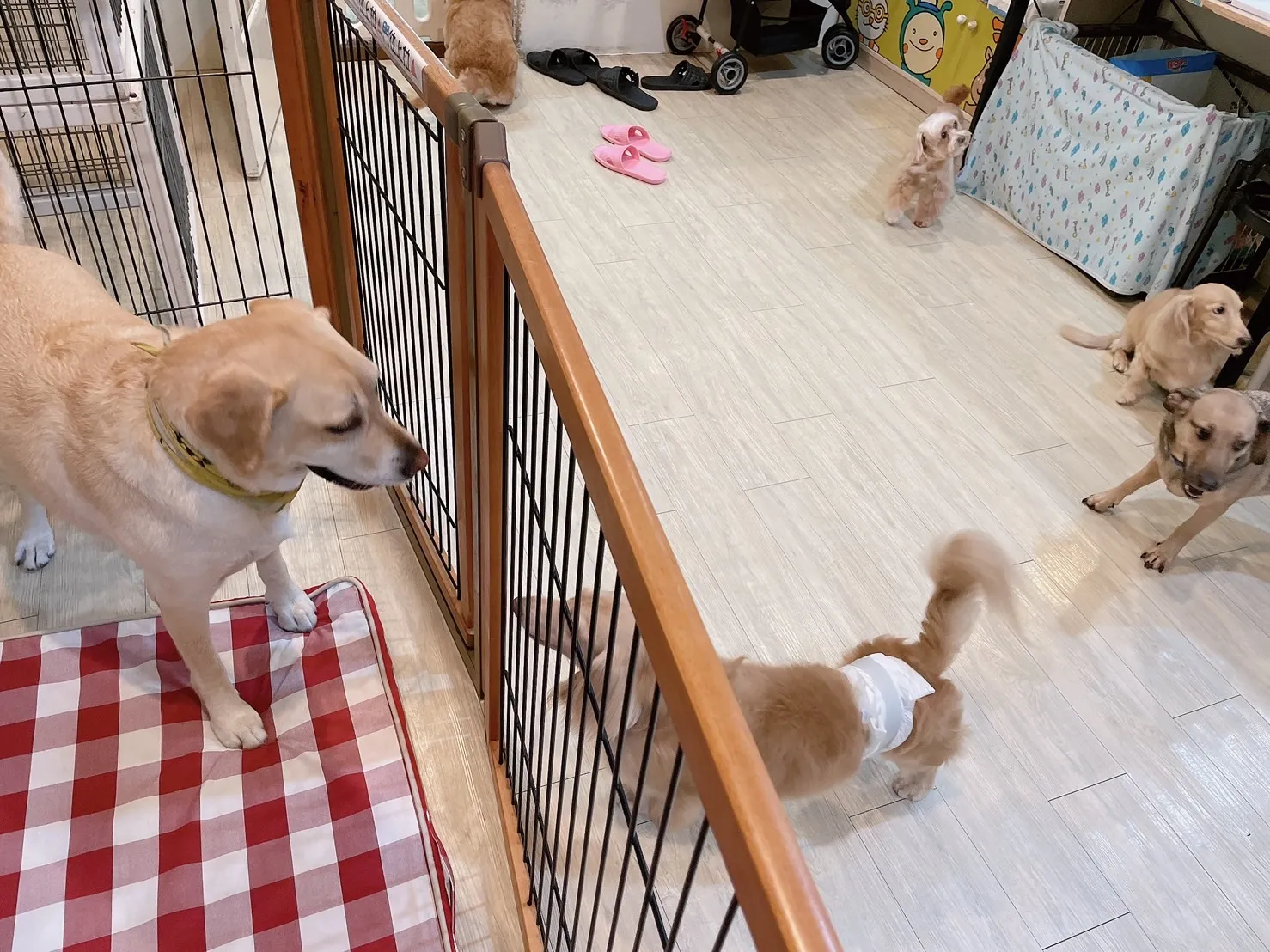壞壞狗寵物美容住宿