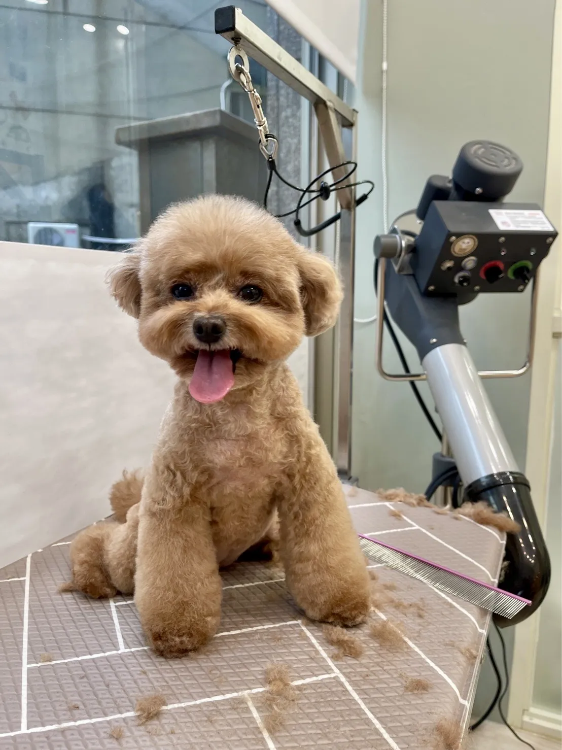 愛玩犬寵美屋
