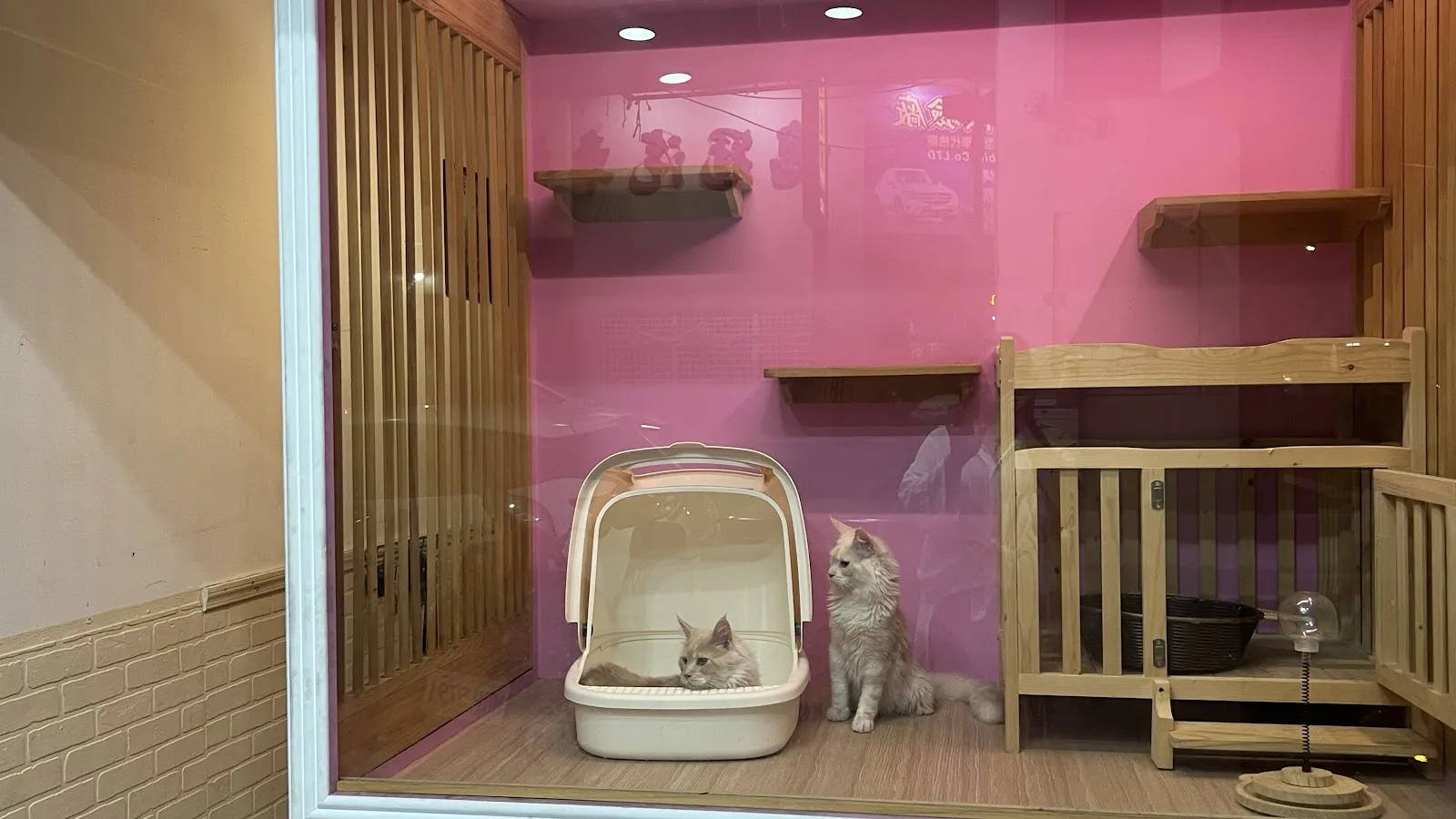 溫柔愛寵喵商行
