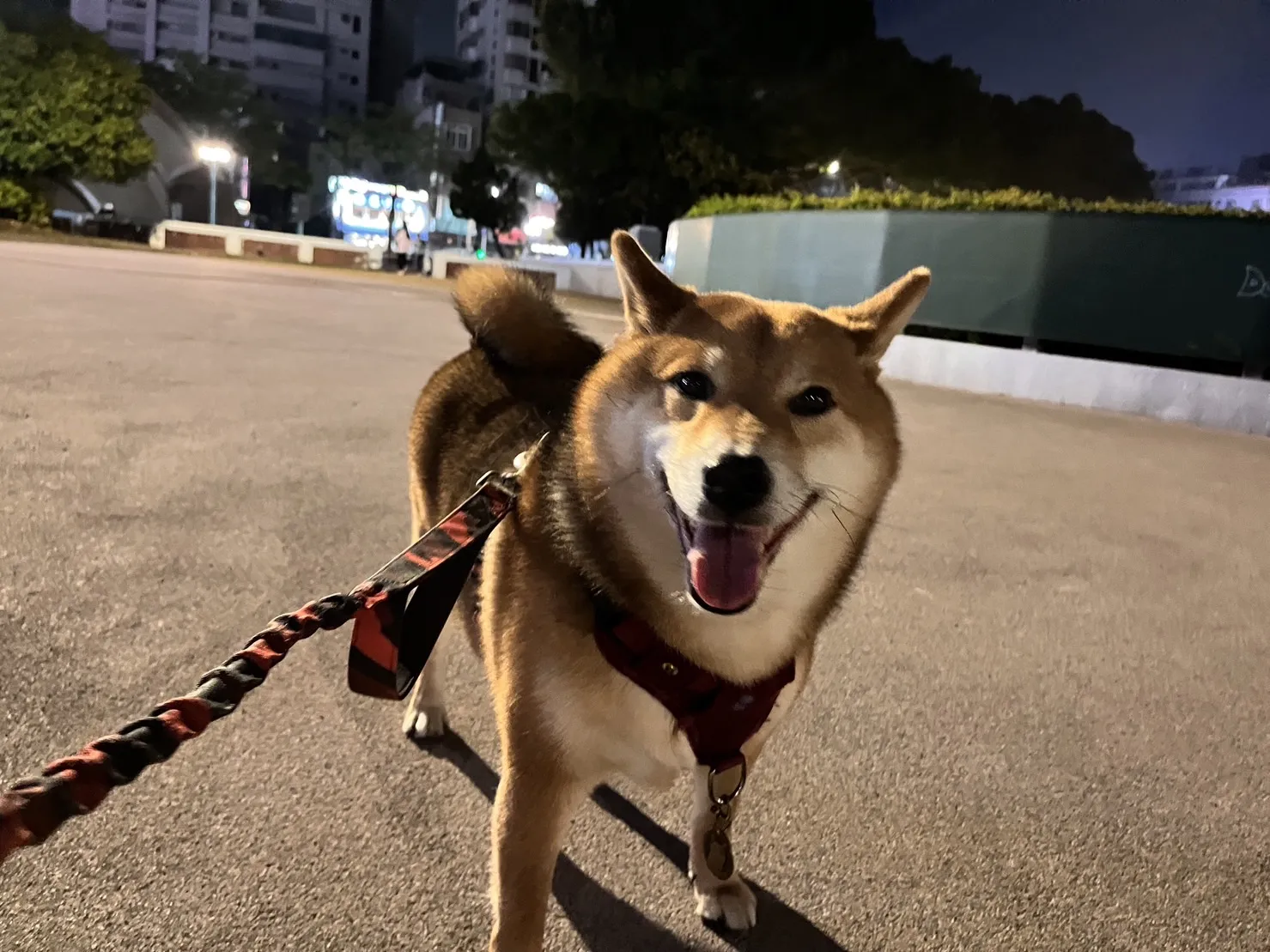 山的孩子寵物旅館