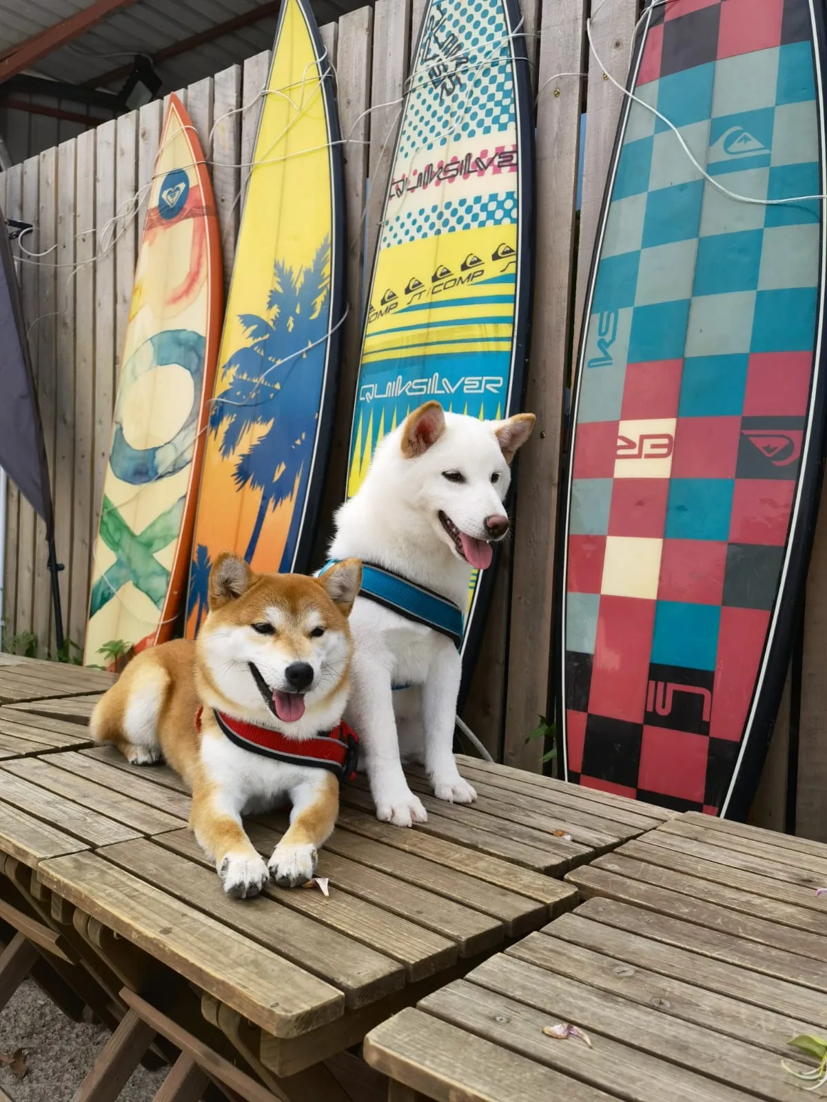 影子犬舍