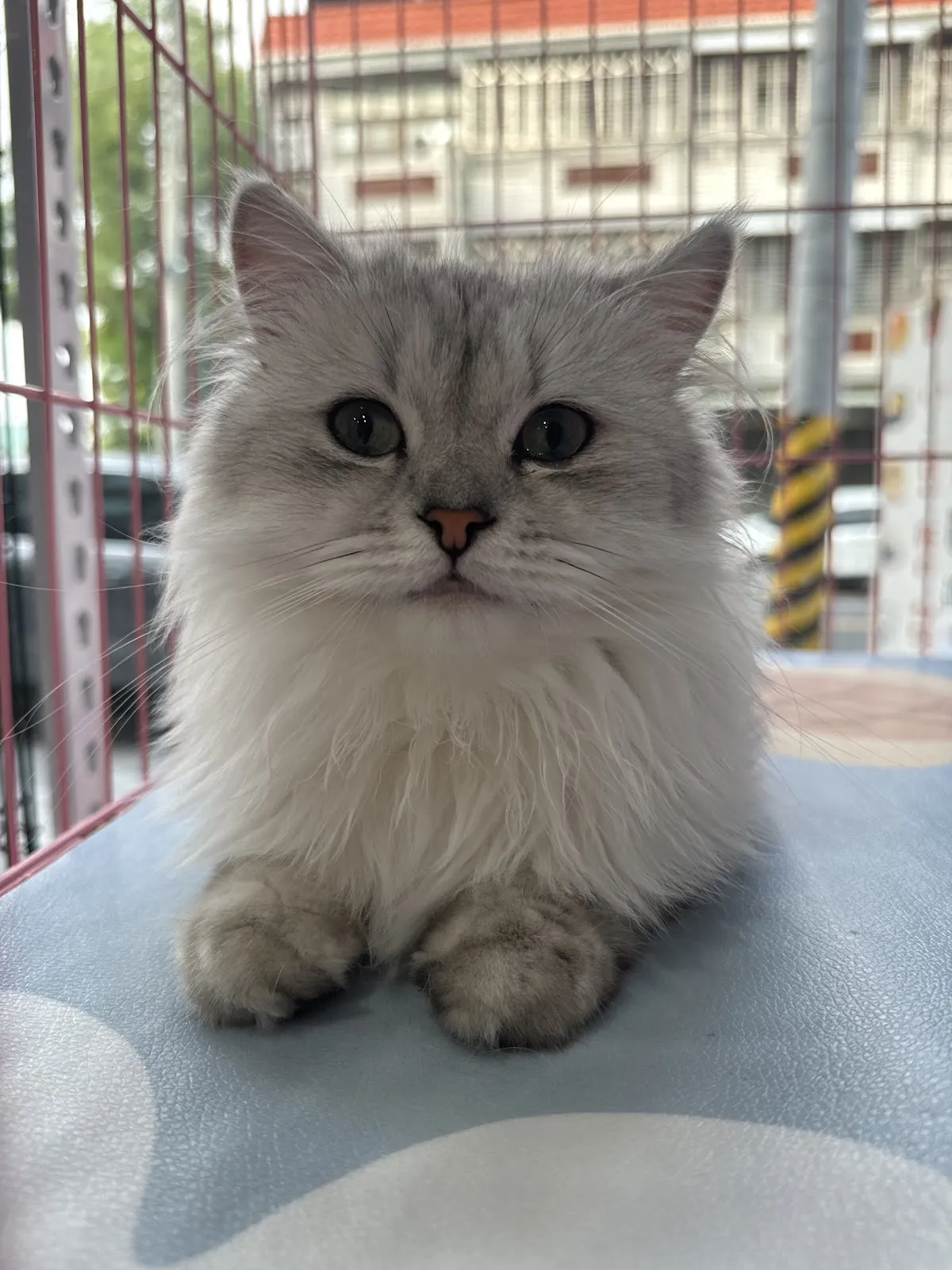 小豆腐貓舍