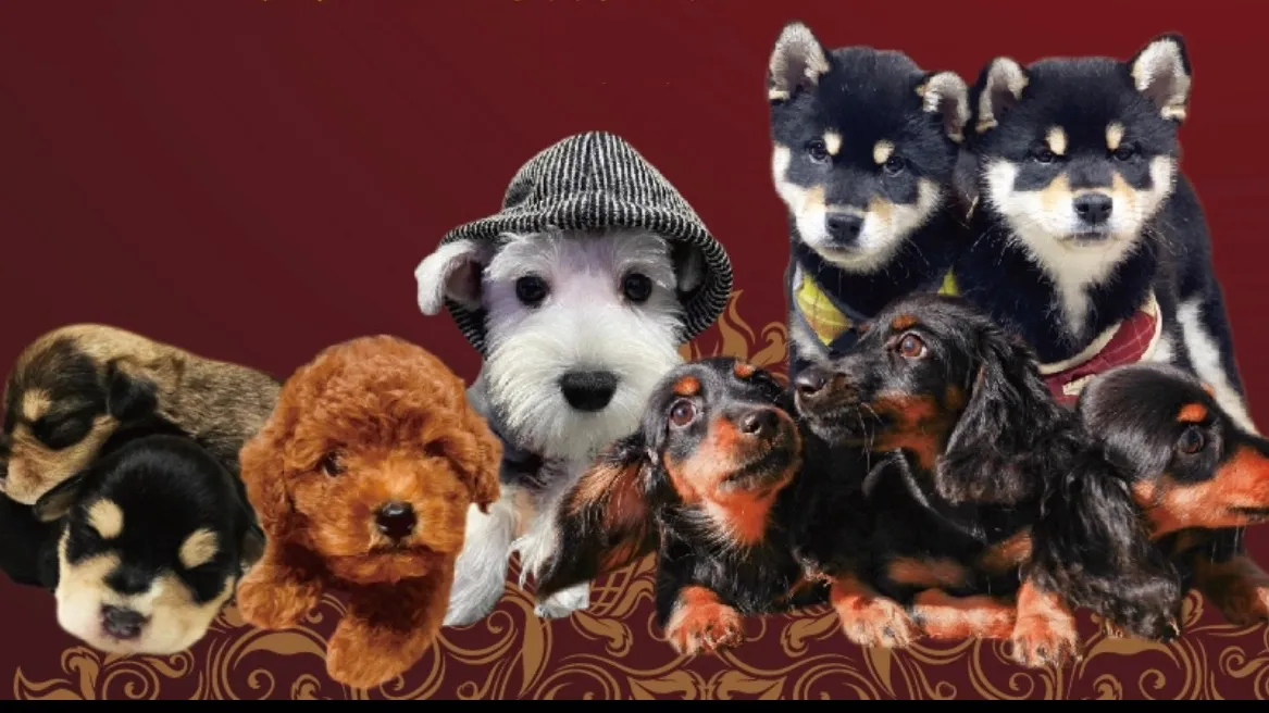 野小孩犬舍