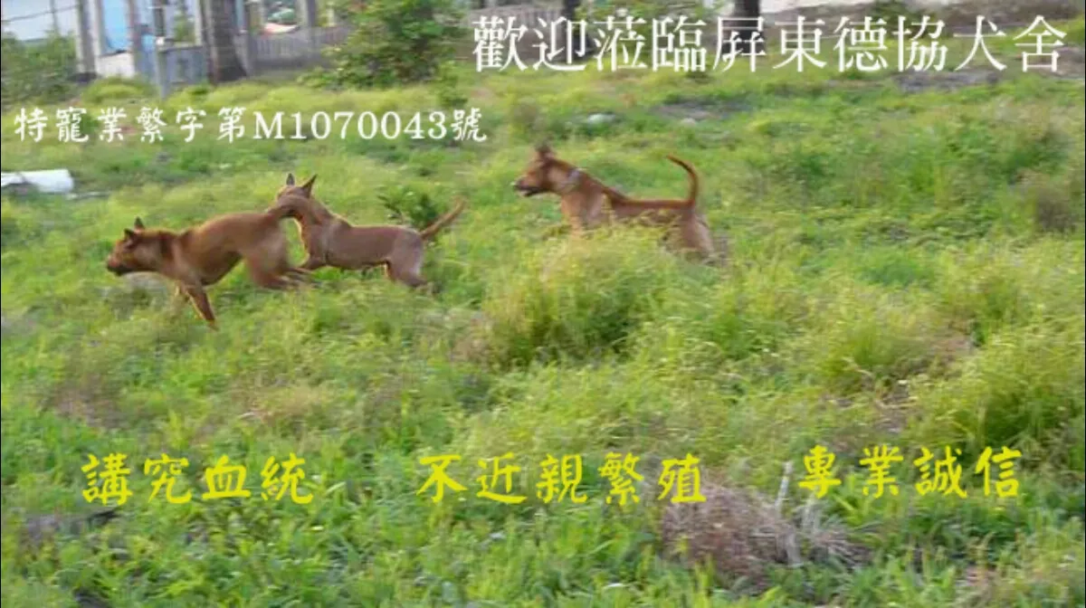 嘟嘟犬舍