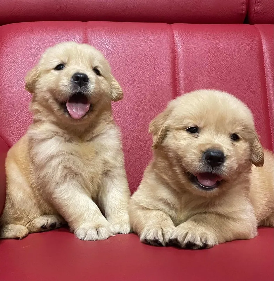 曹家犬舍