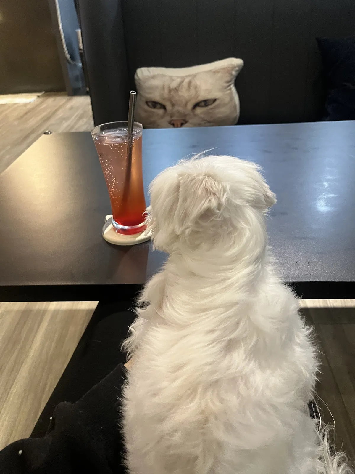 可澄寵物美容