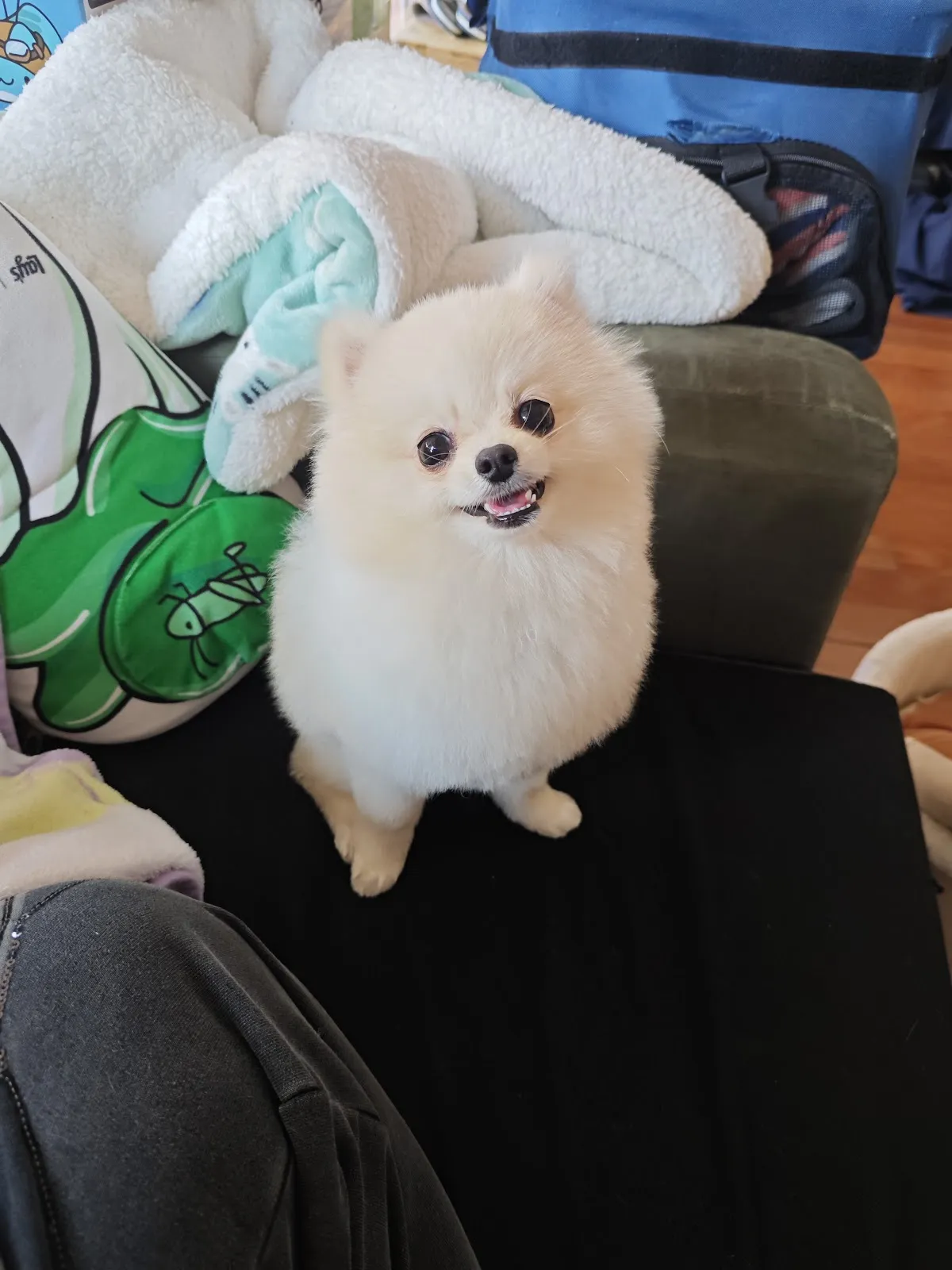亨佑犬舍