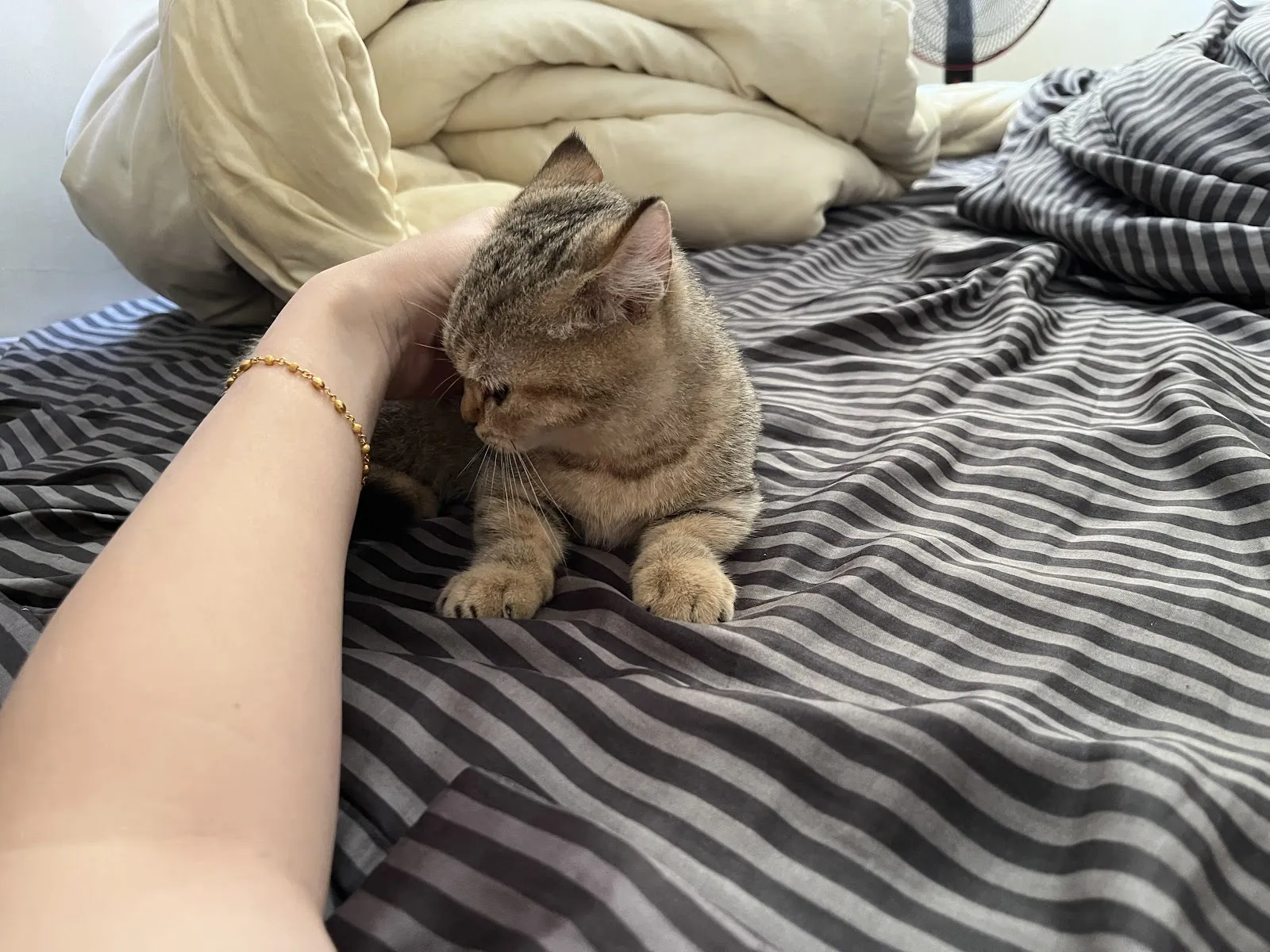 馬克斯貓坊