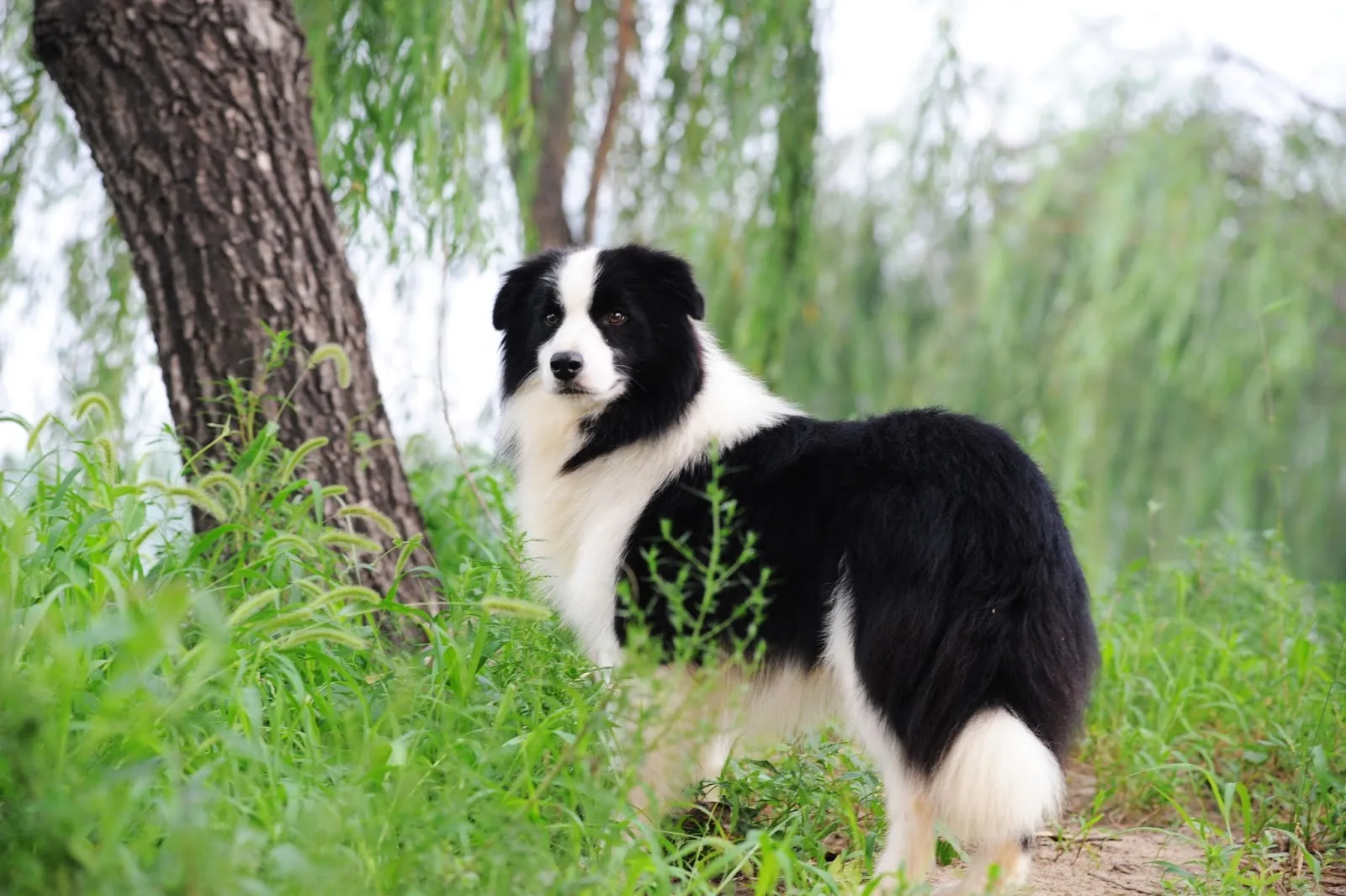 第一堡邊境犬舍