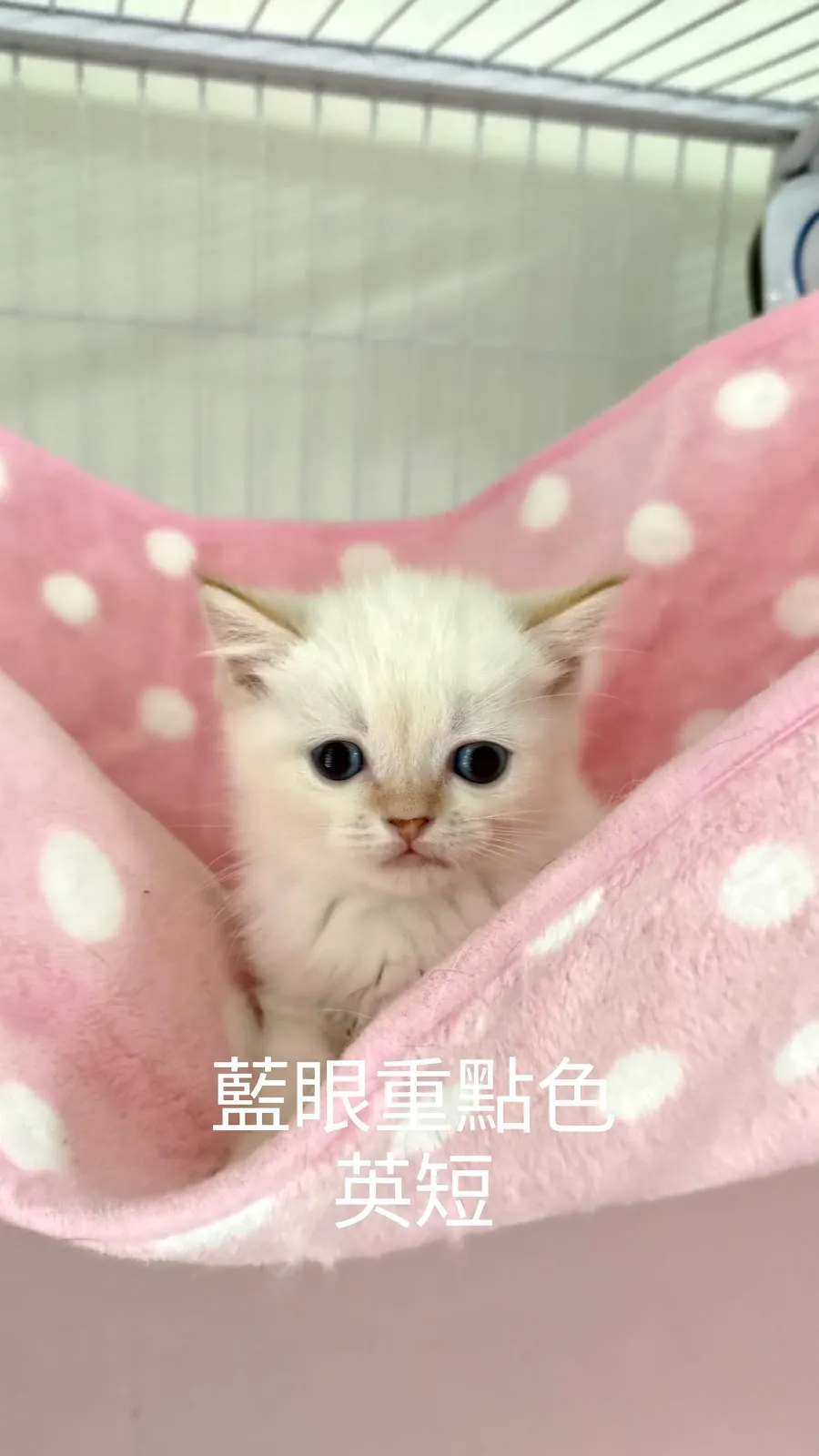 米粒貓舍