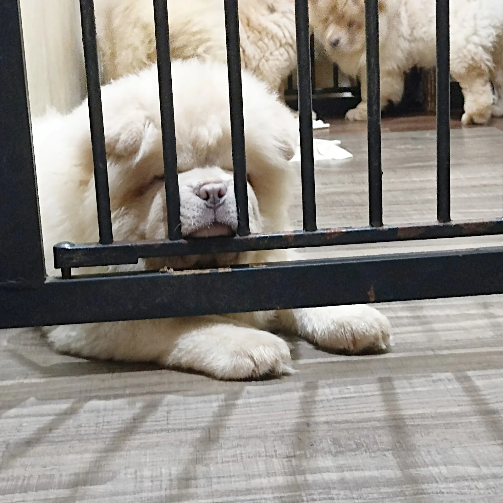 捷捷寶鬆獅犬舍