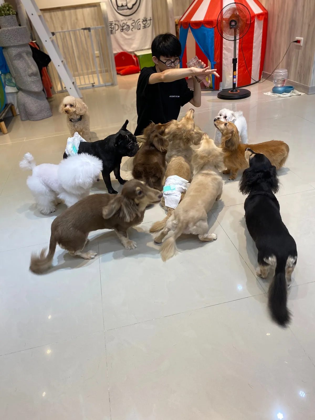 動物派對寵物店