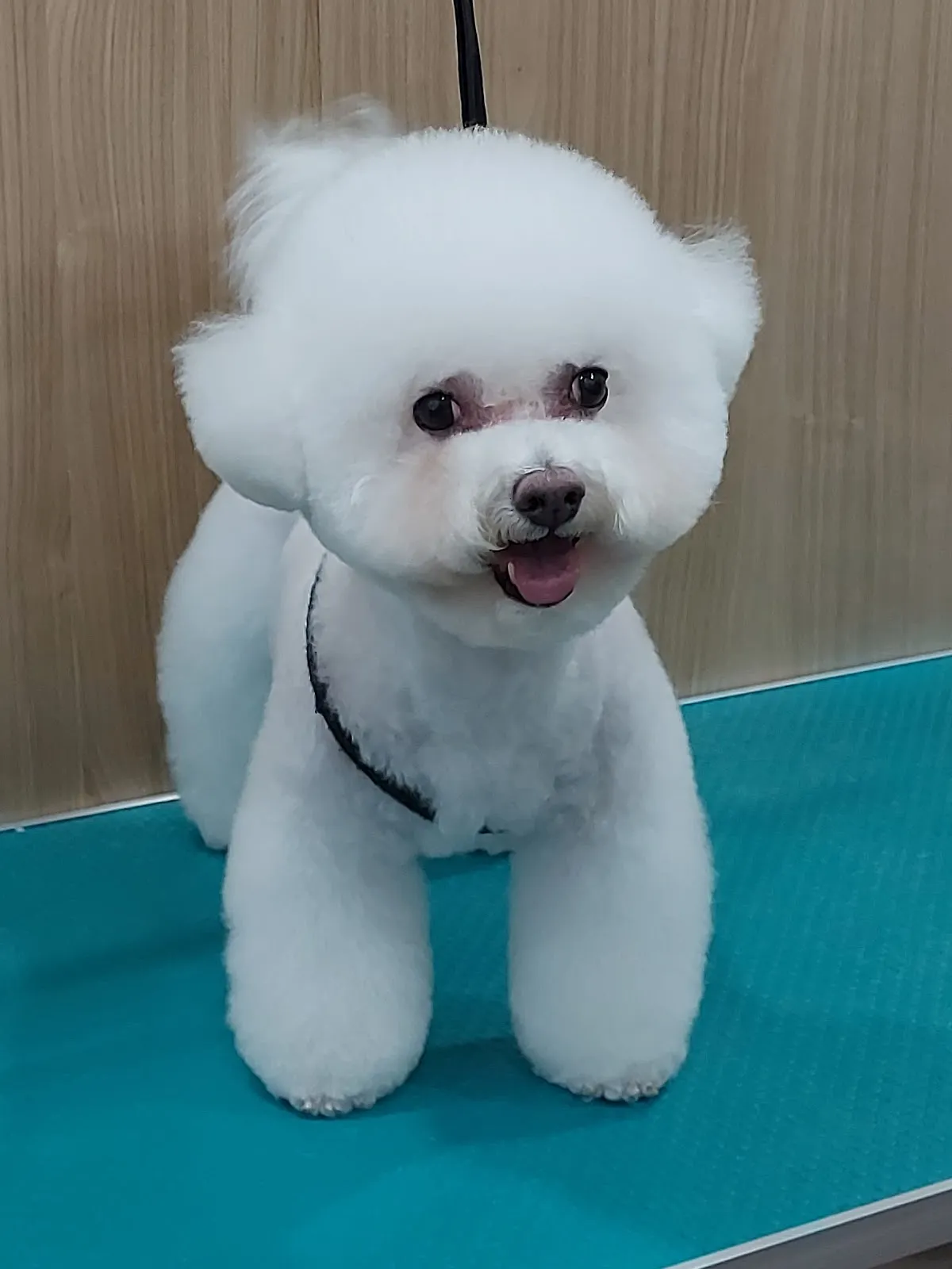小太陽寵物美容