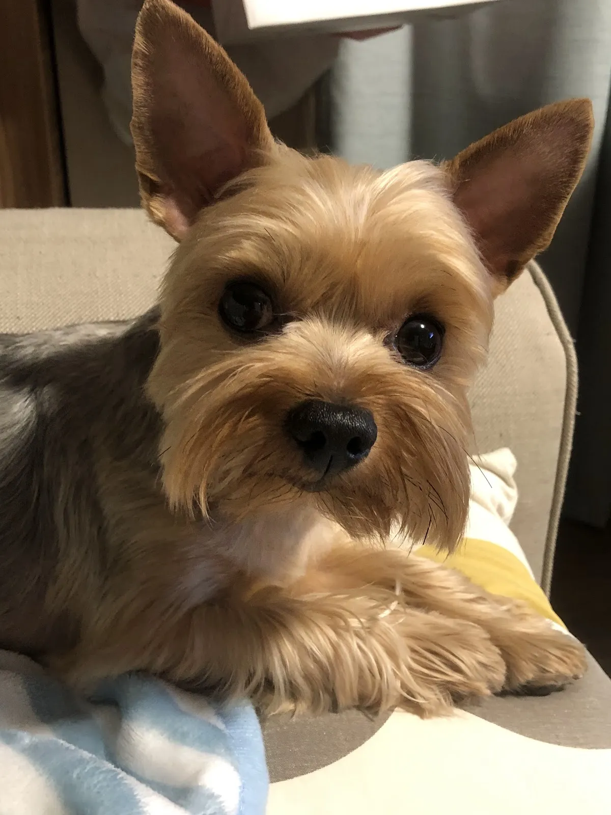 周佳名犬屋