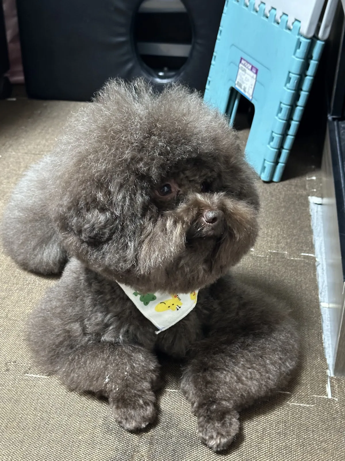 哈利寵物精緻美容