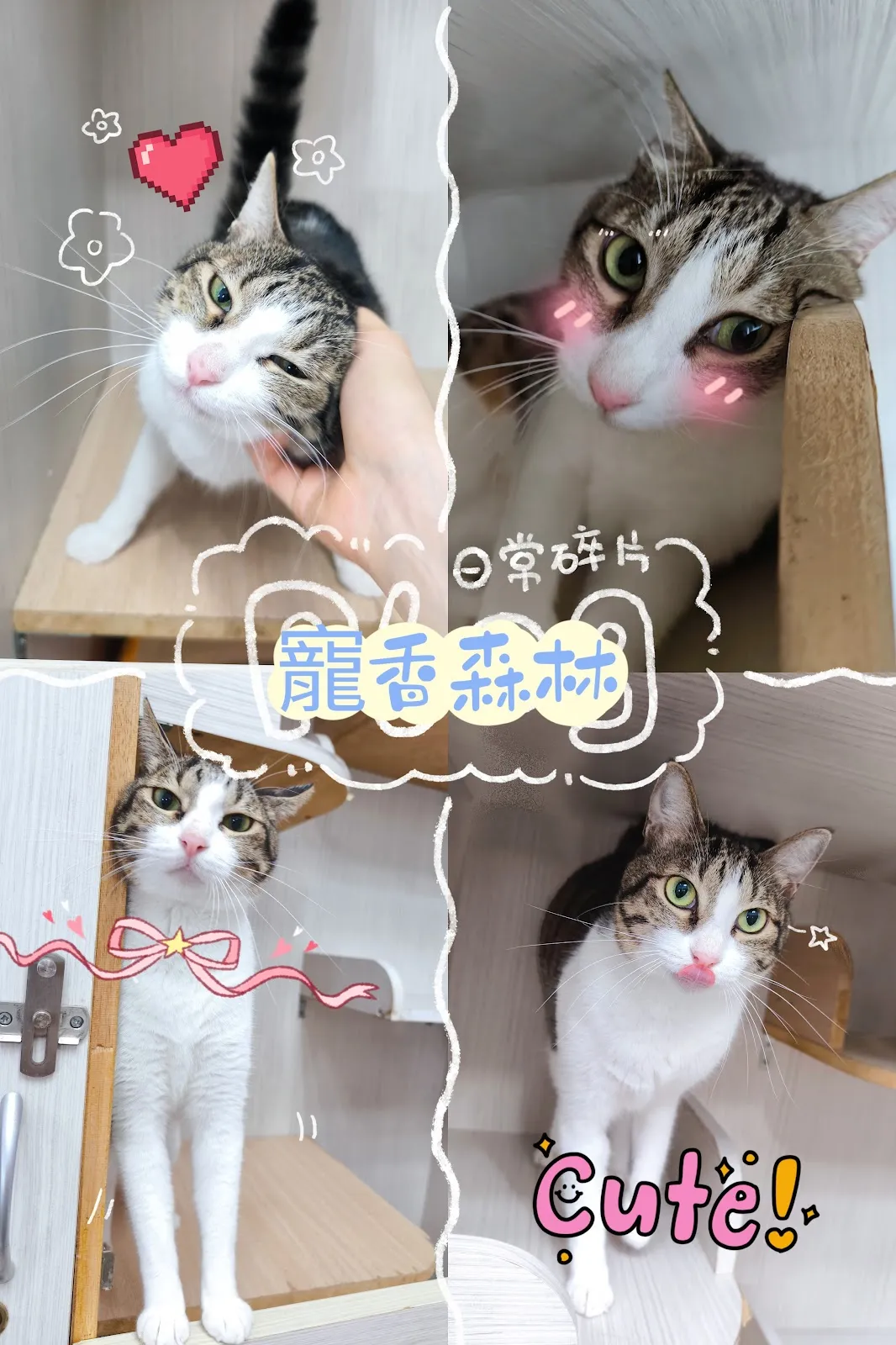 寵香森林寵物美容旅店