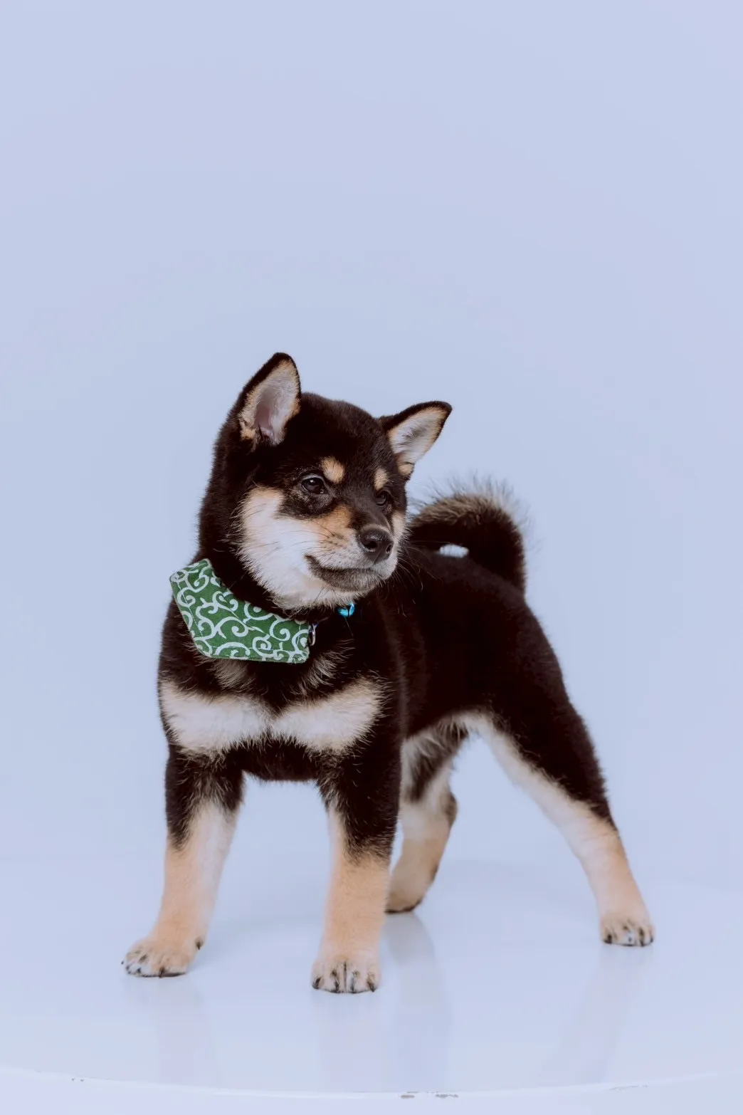 凱豐莊犬舍