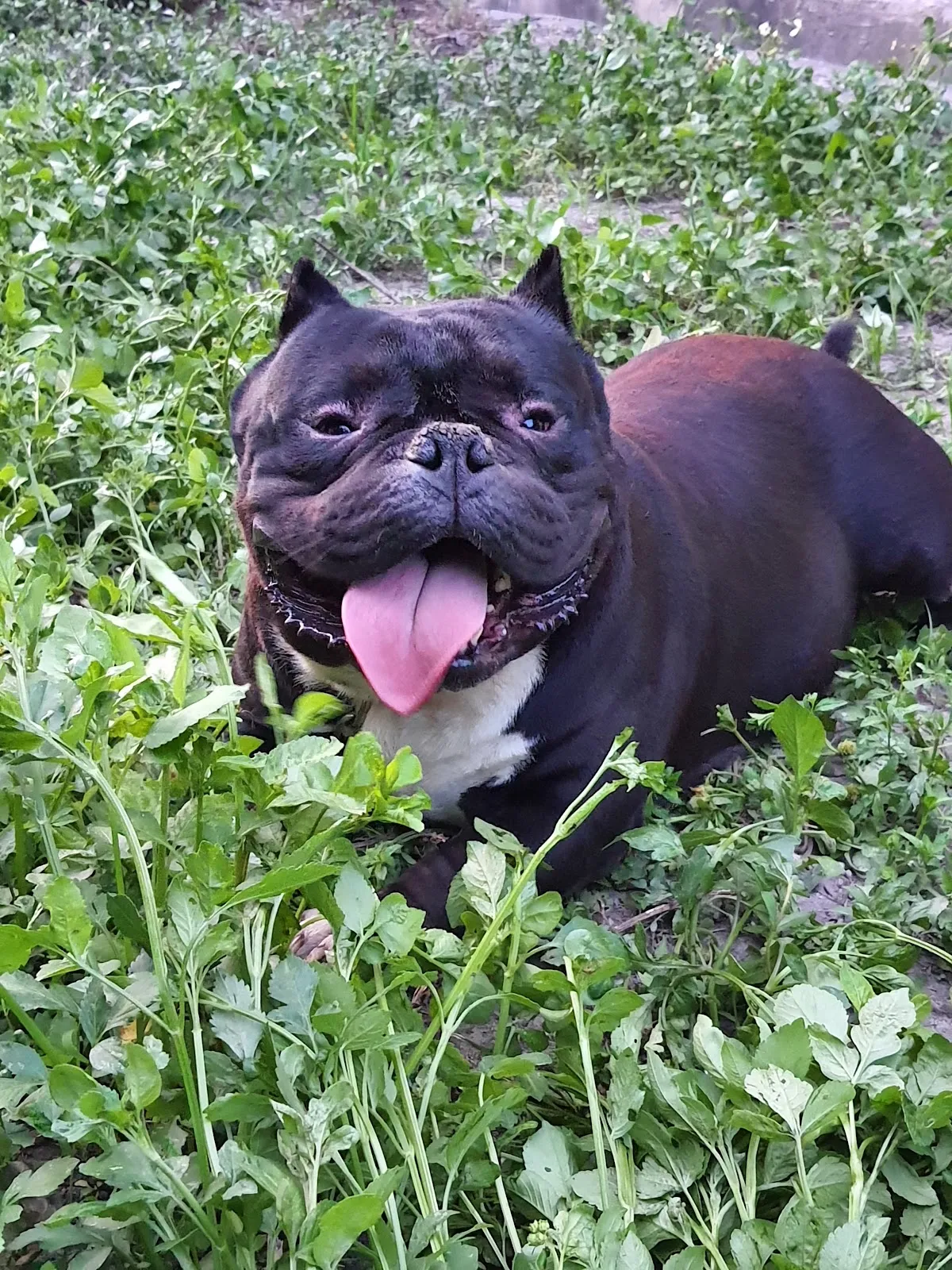 威竹犬舍