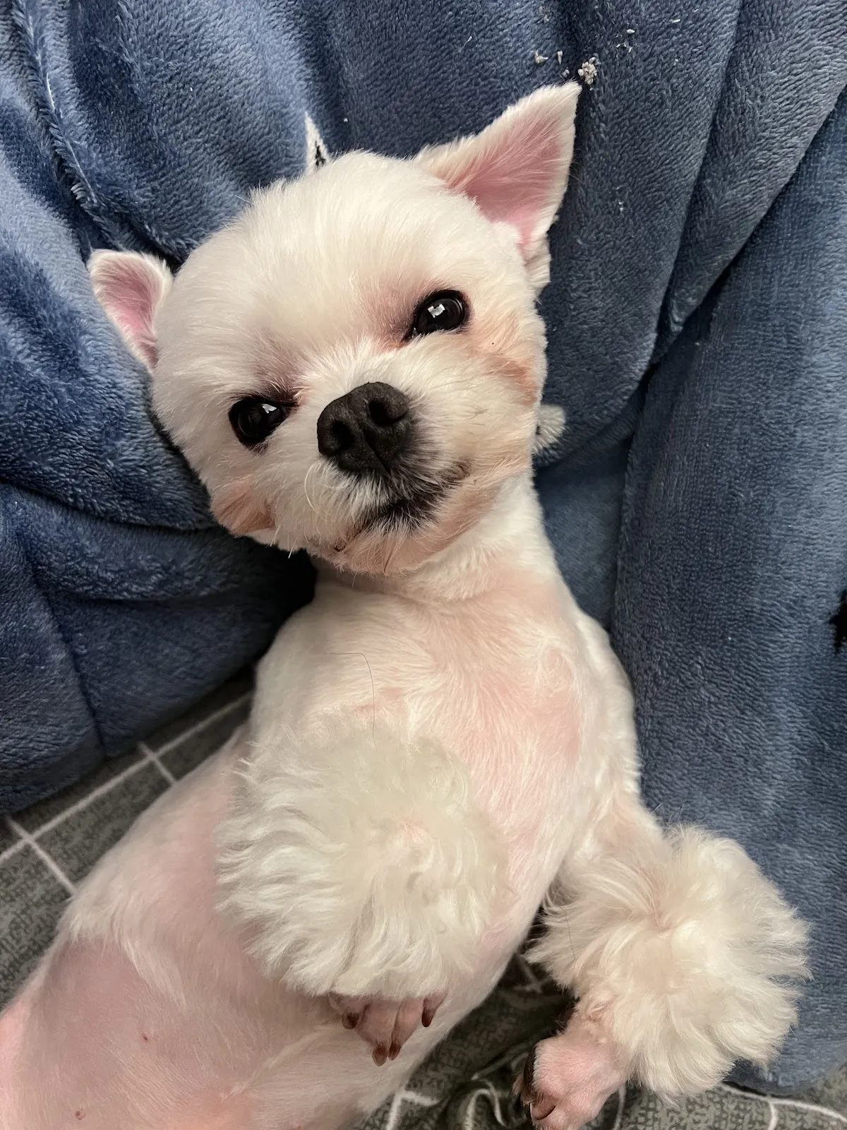喜恩精緻寵物美容館