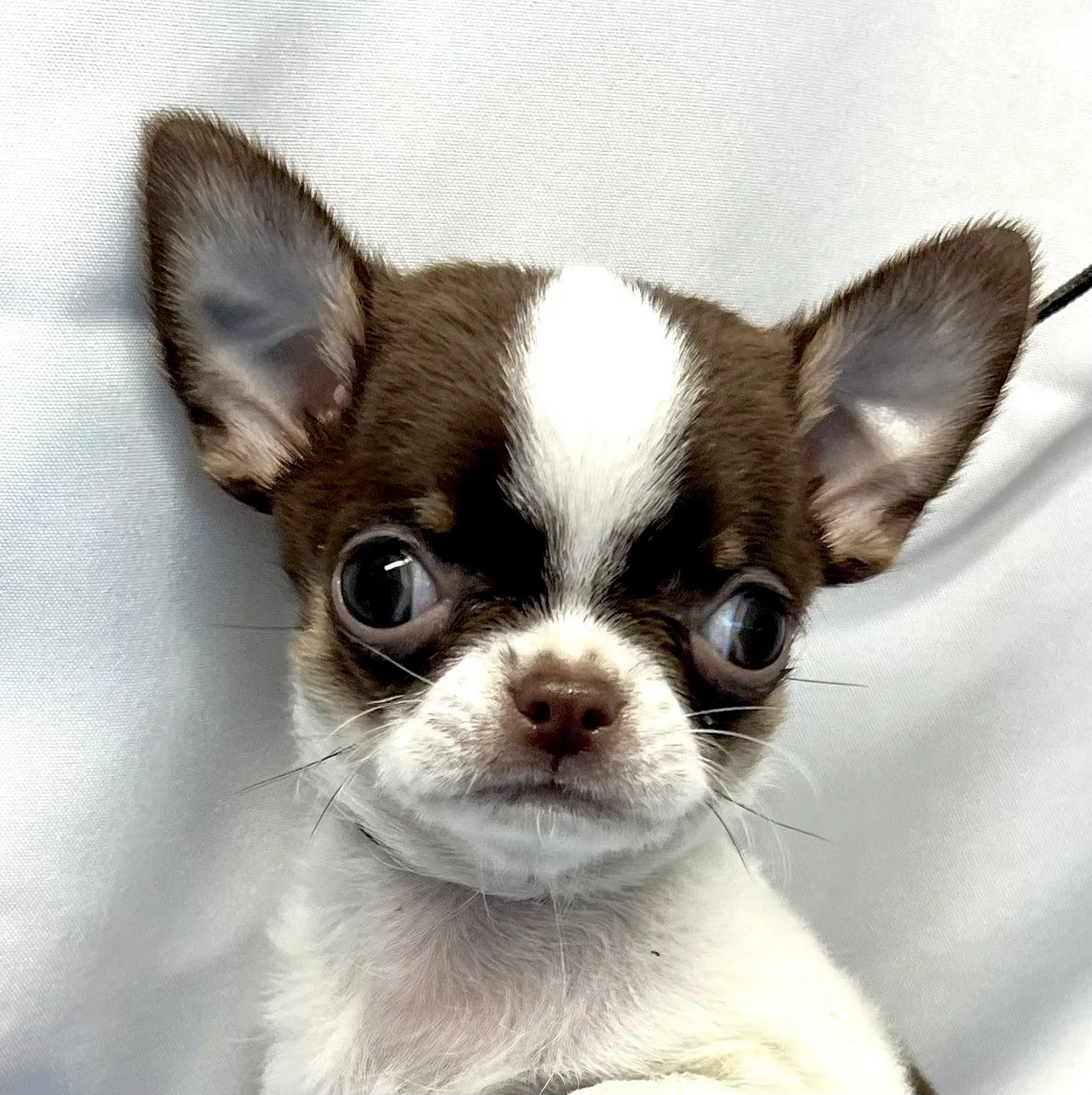 順威犬舍