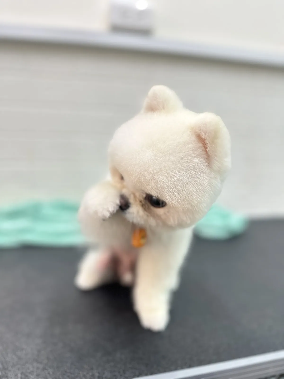 丹紫京寵物沙龍坊