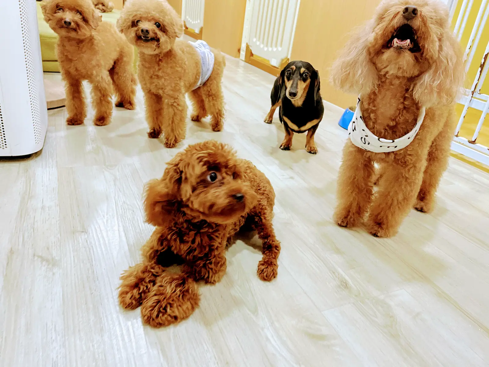 張羅企業社