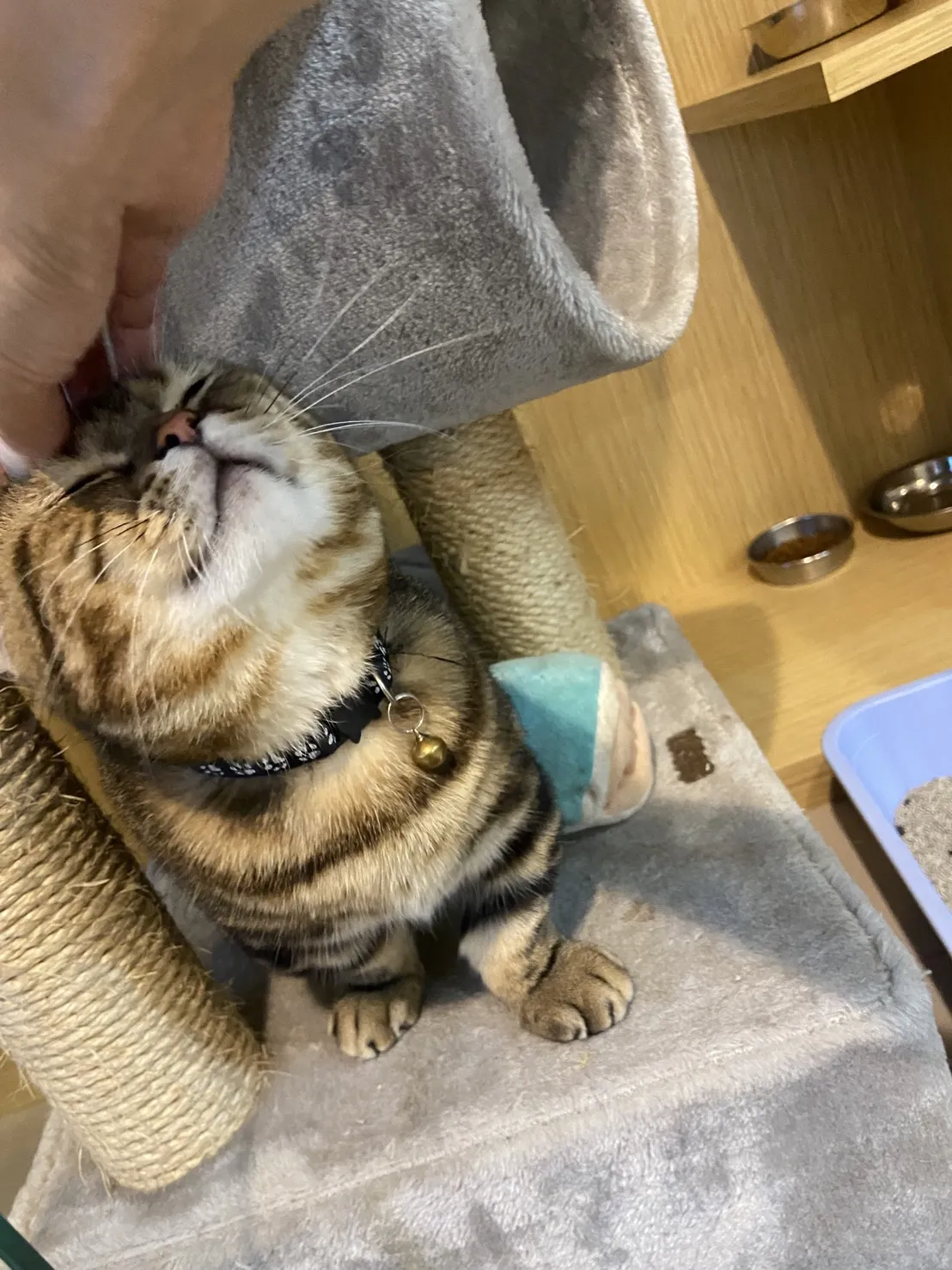 毛閣殿寵之旅店