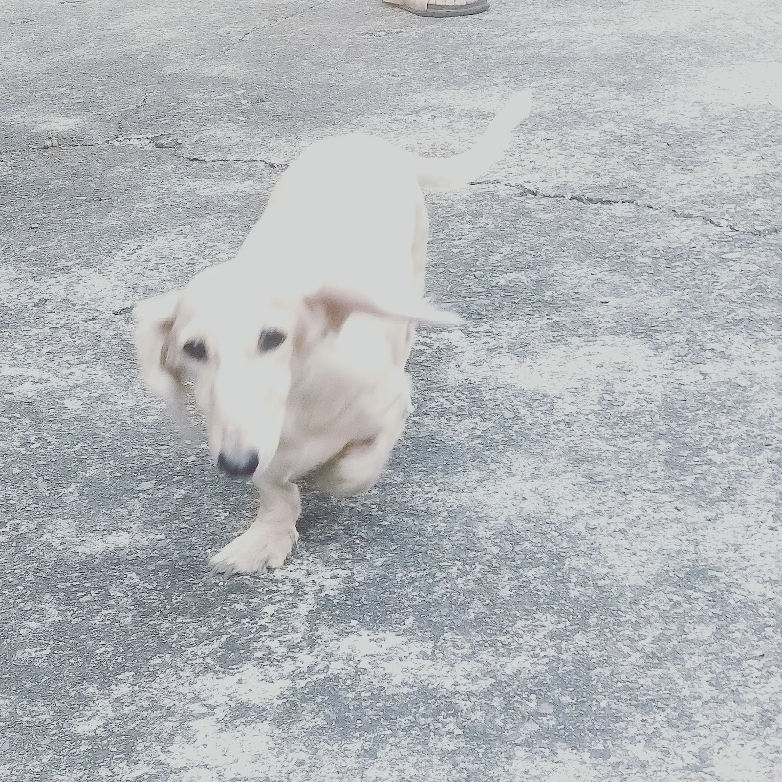 愛寶犬舍