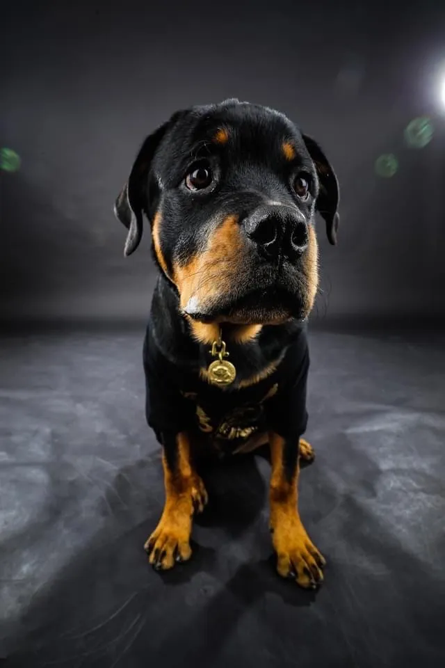 永繼銘犬舍