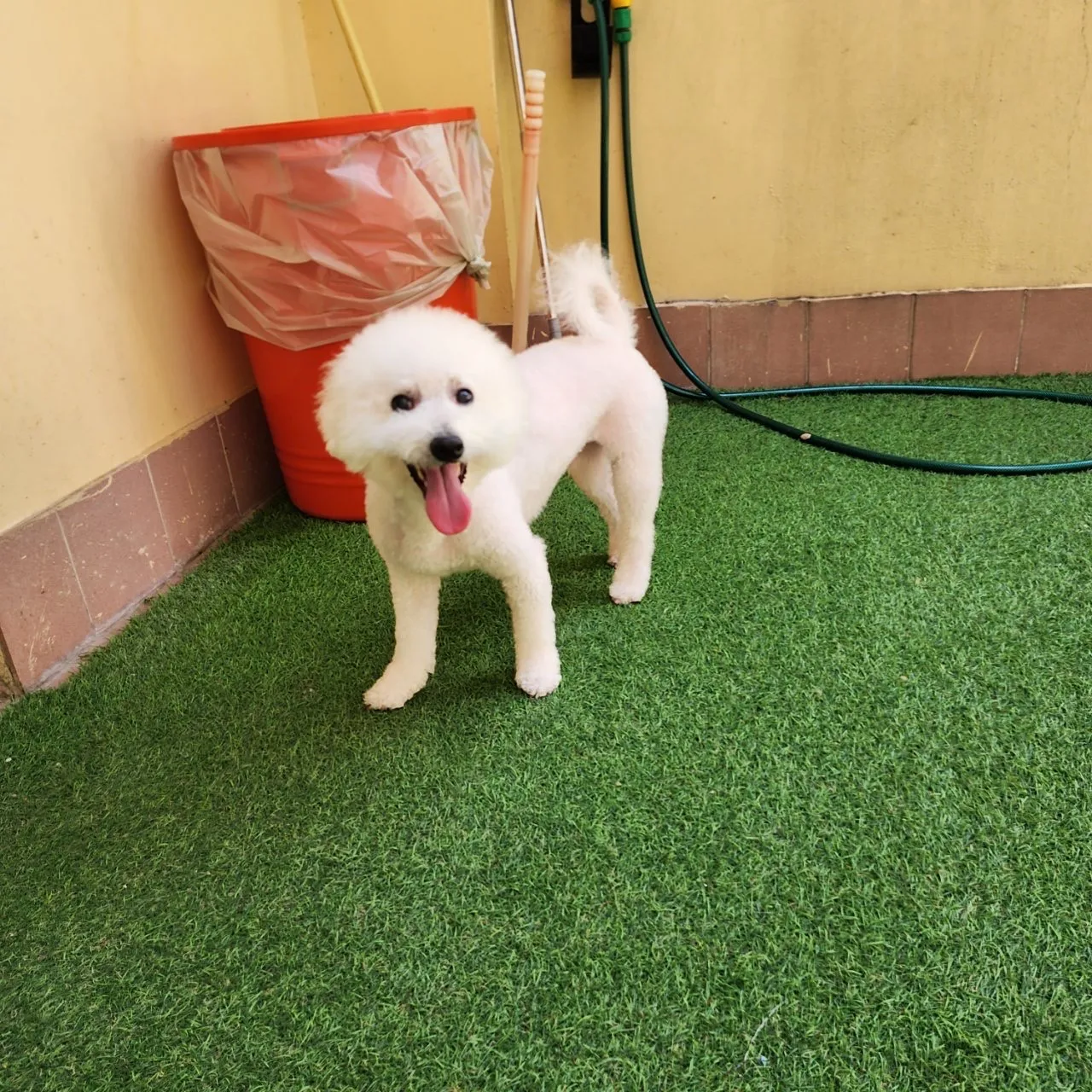 汪汪犬旅寵物旅館