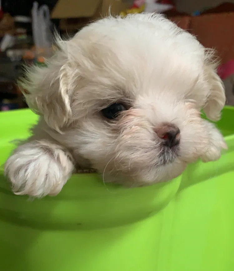 中峰犬舍