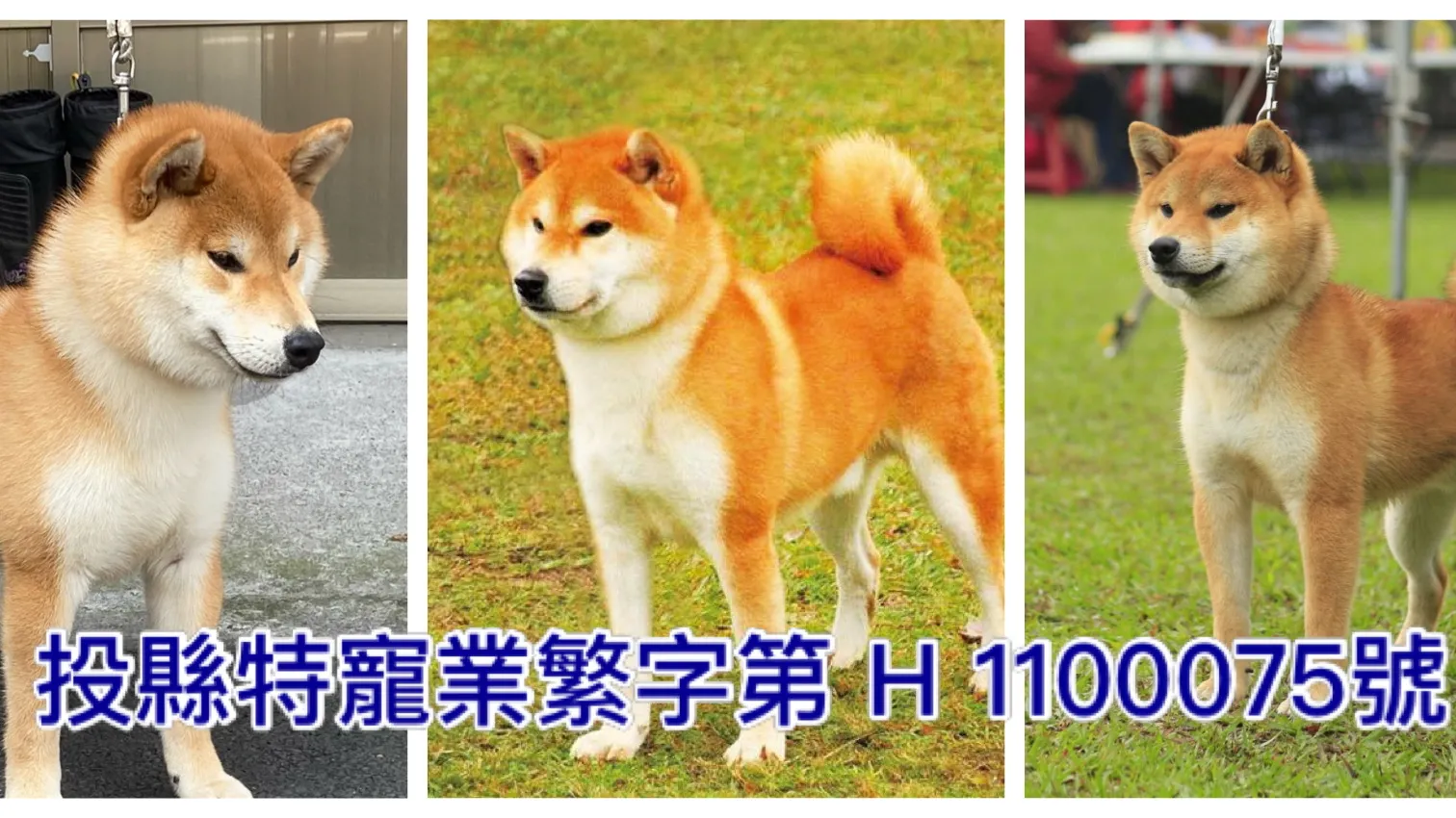 紅龍犬舍