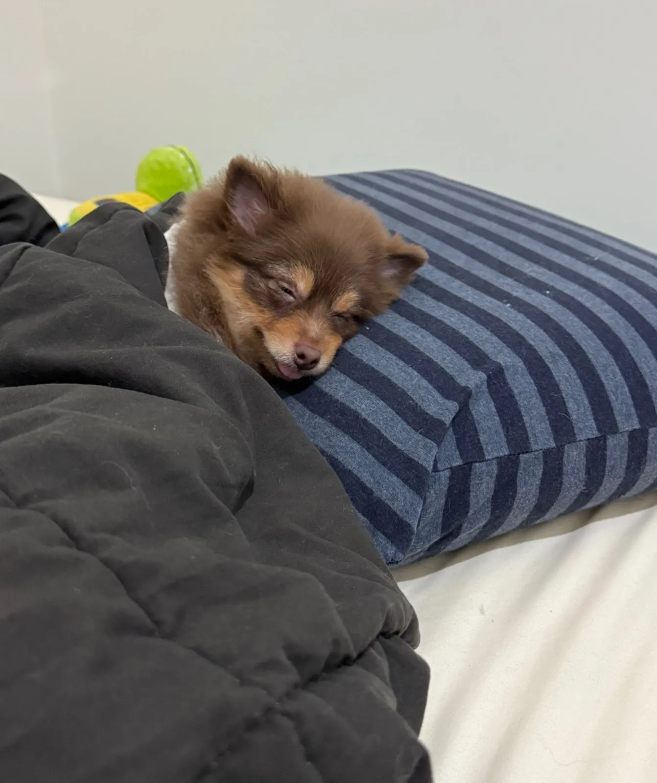 迷彩豬吉娃娃博美犬舍