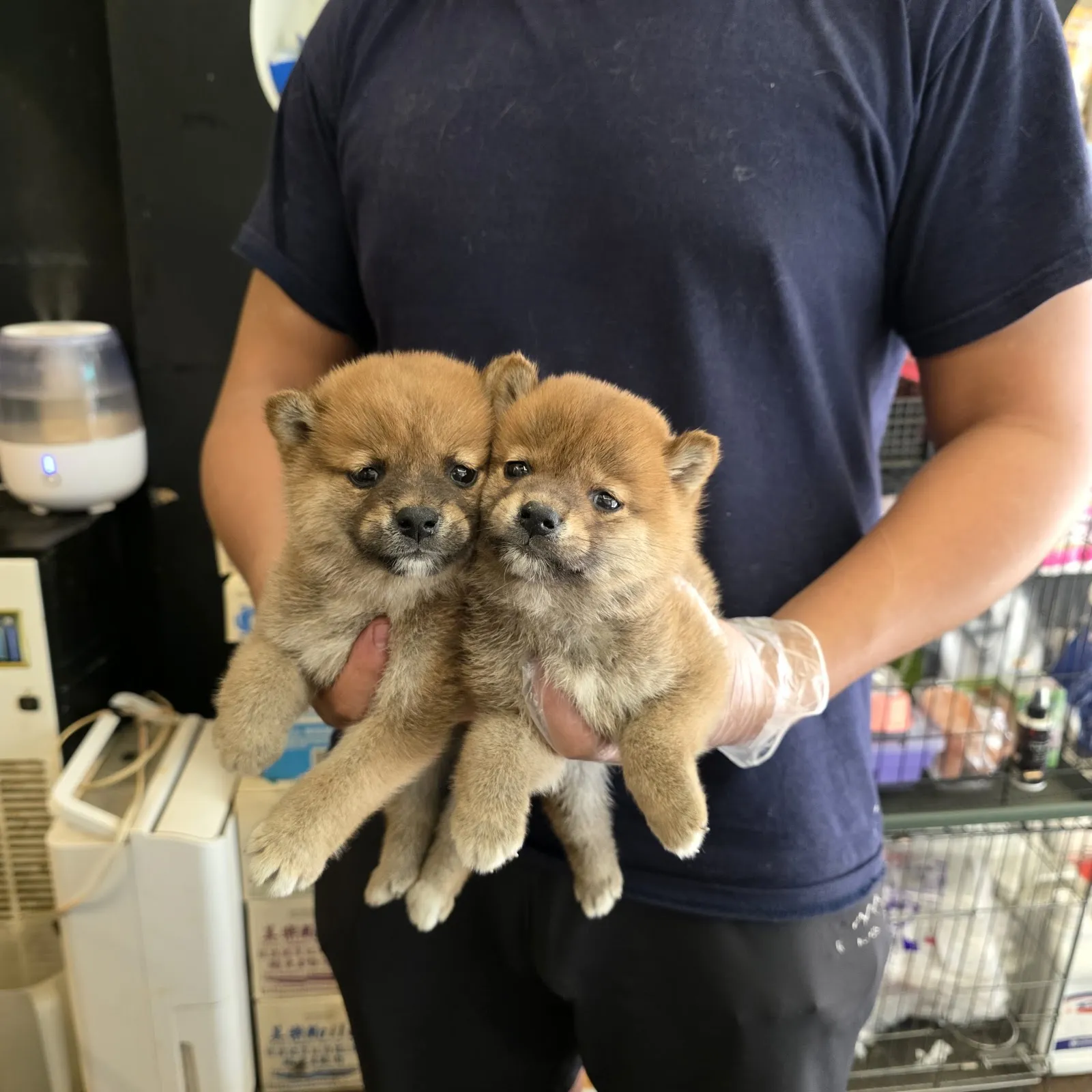 冠毅犬舍
