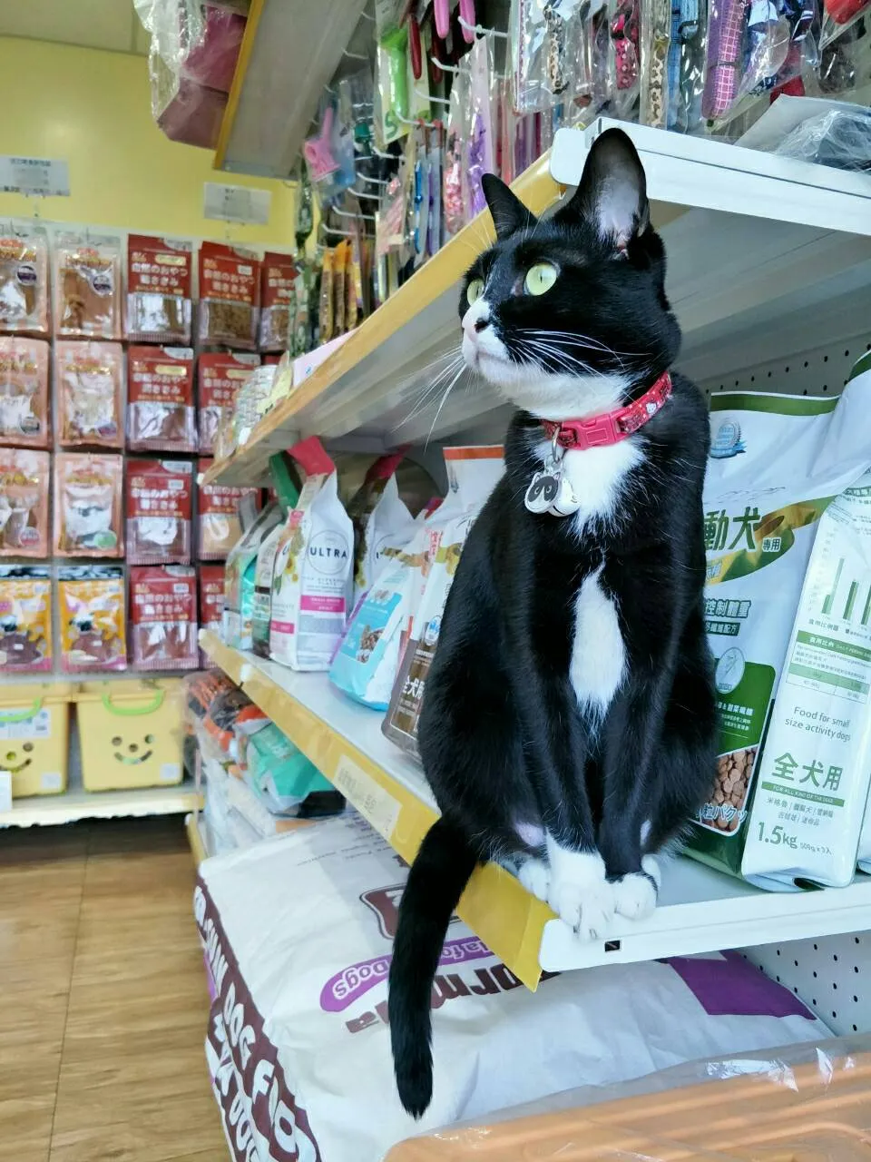 喵喵屋寵物店