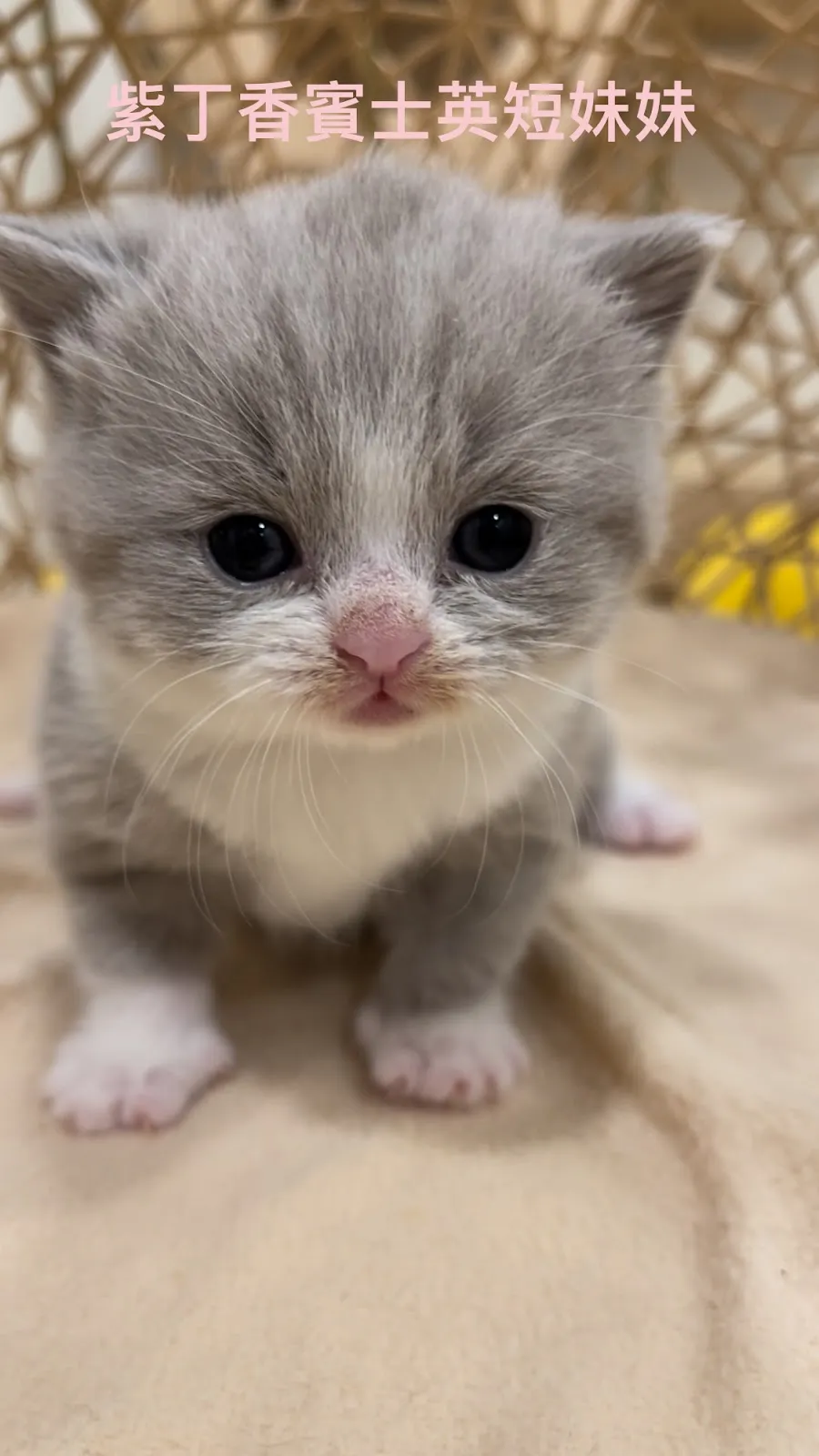 雅格貓舍