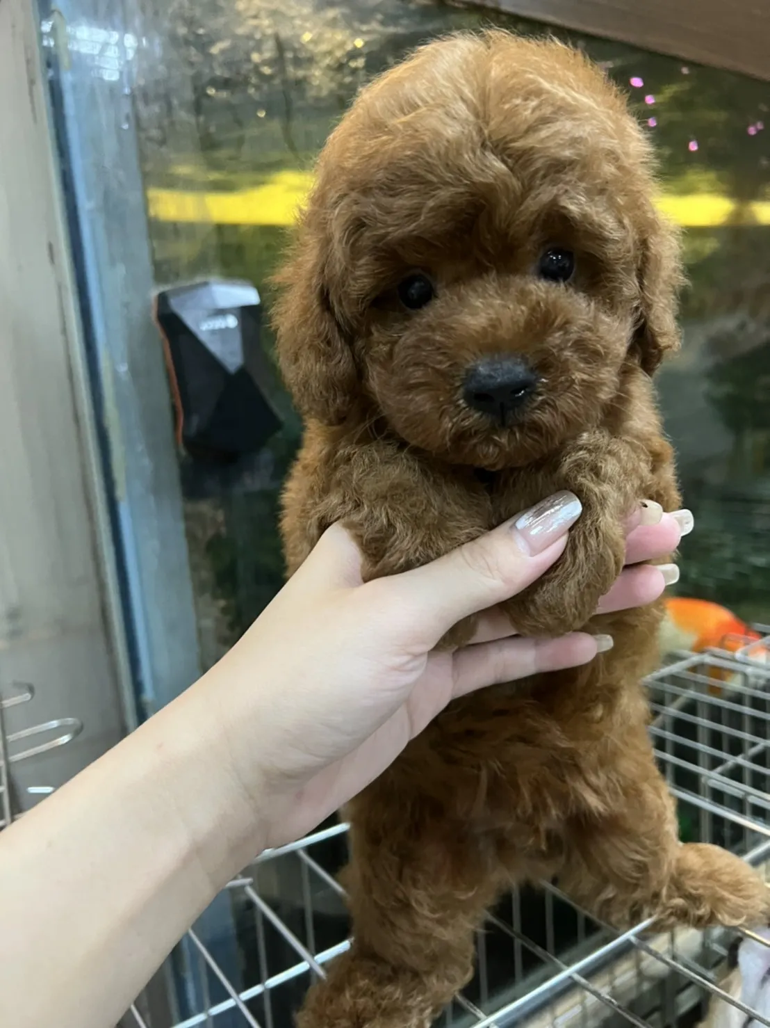 新化犬舍