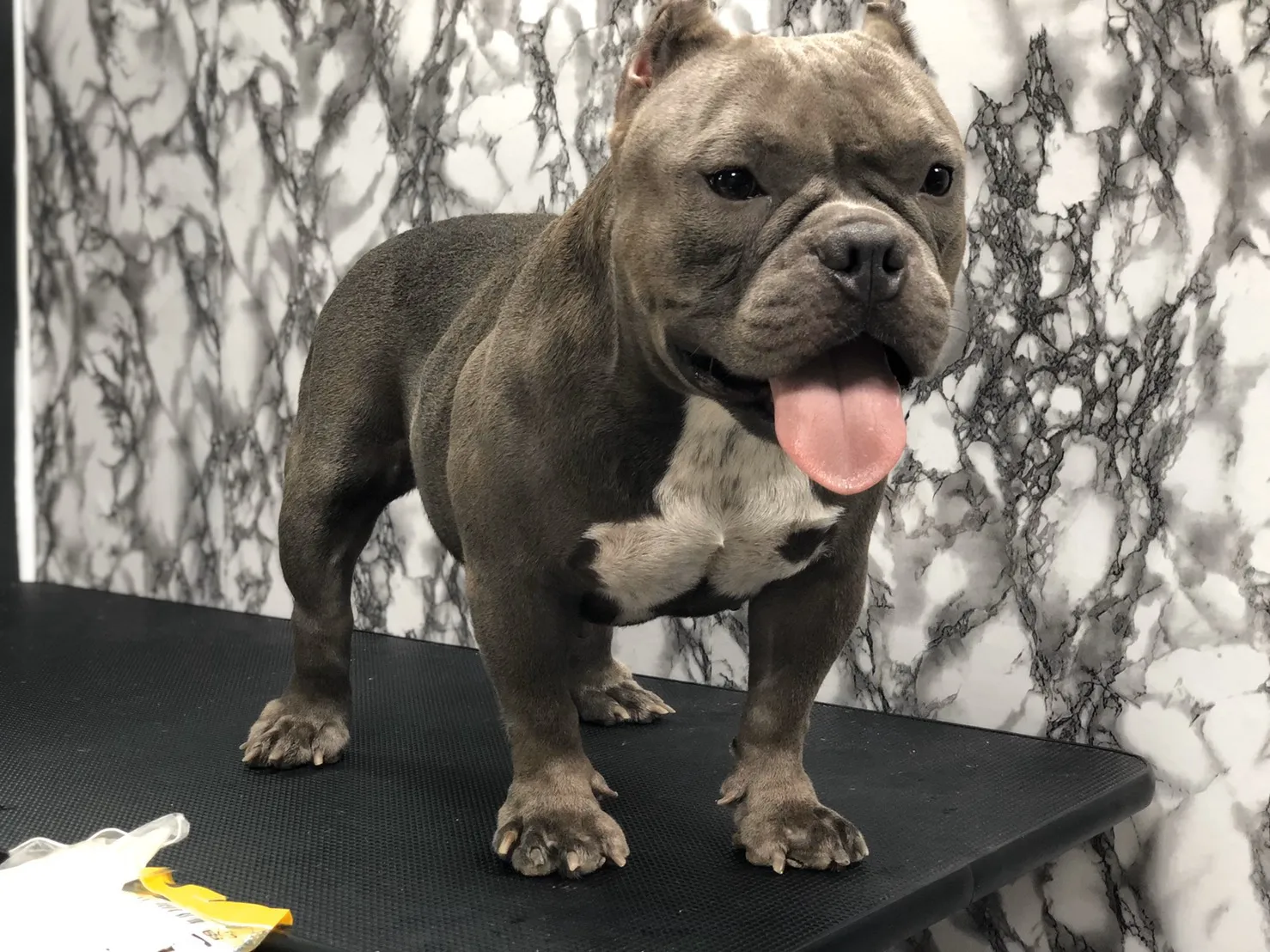 昊旺犬舍