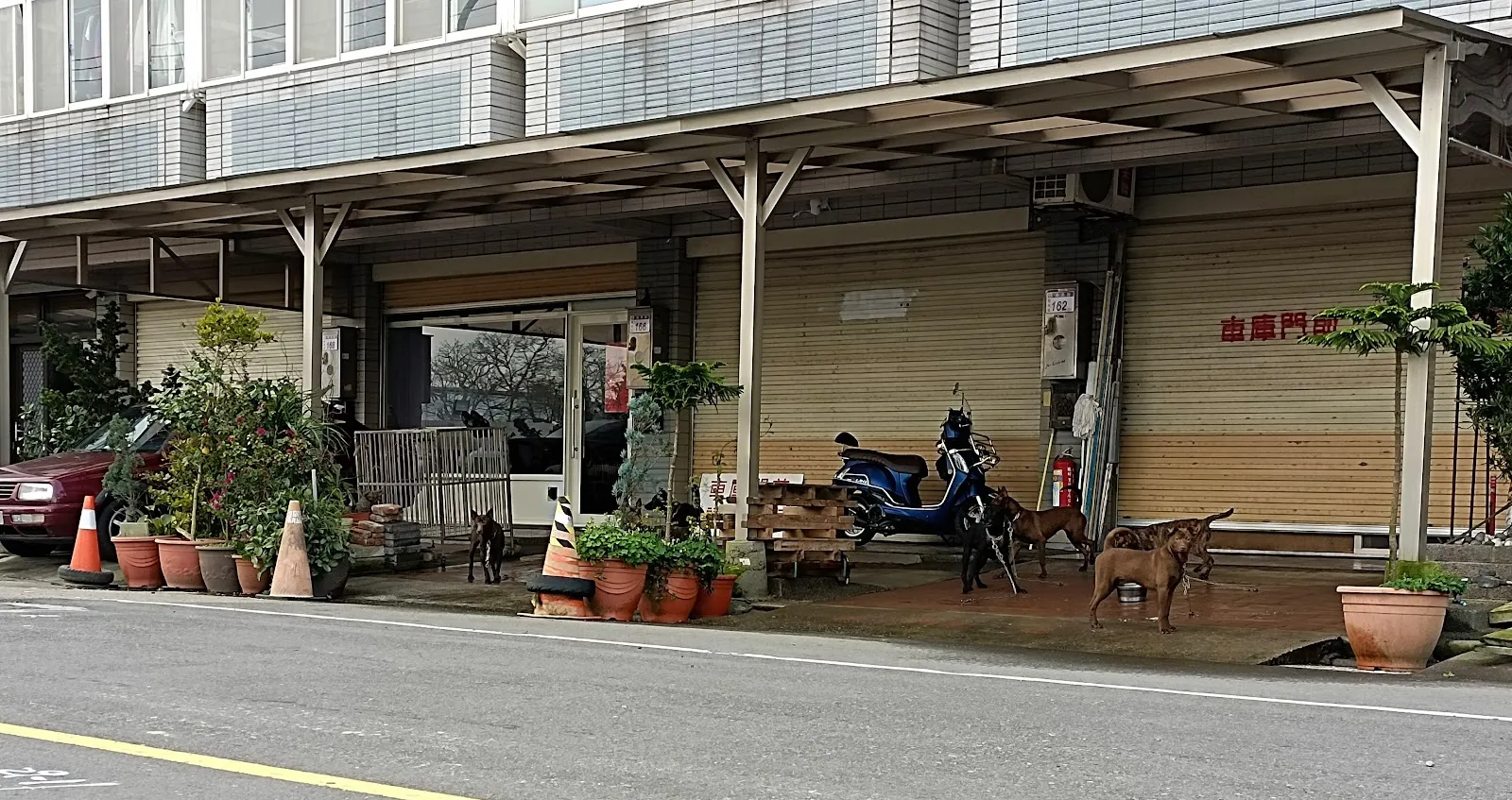 知日吉娃娃犬舍
