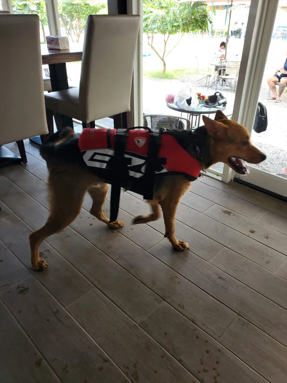 嬌滴滴犬坊