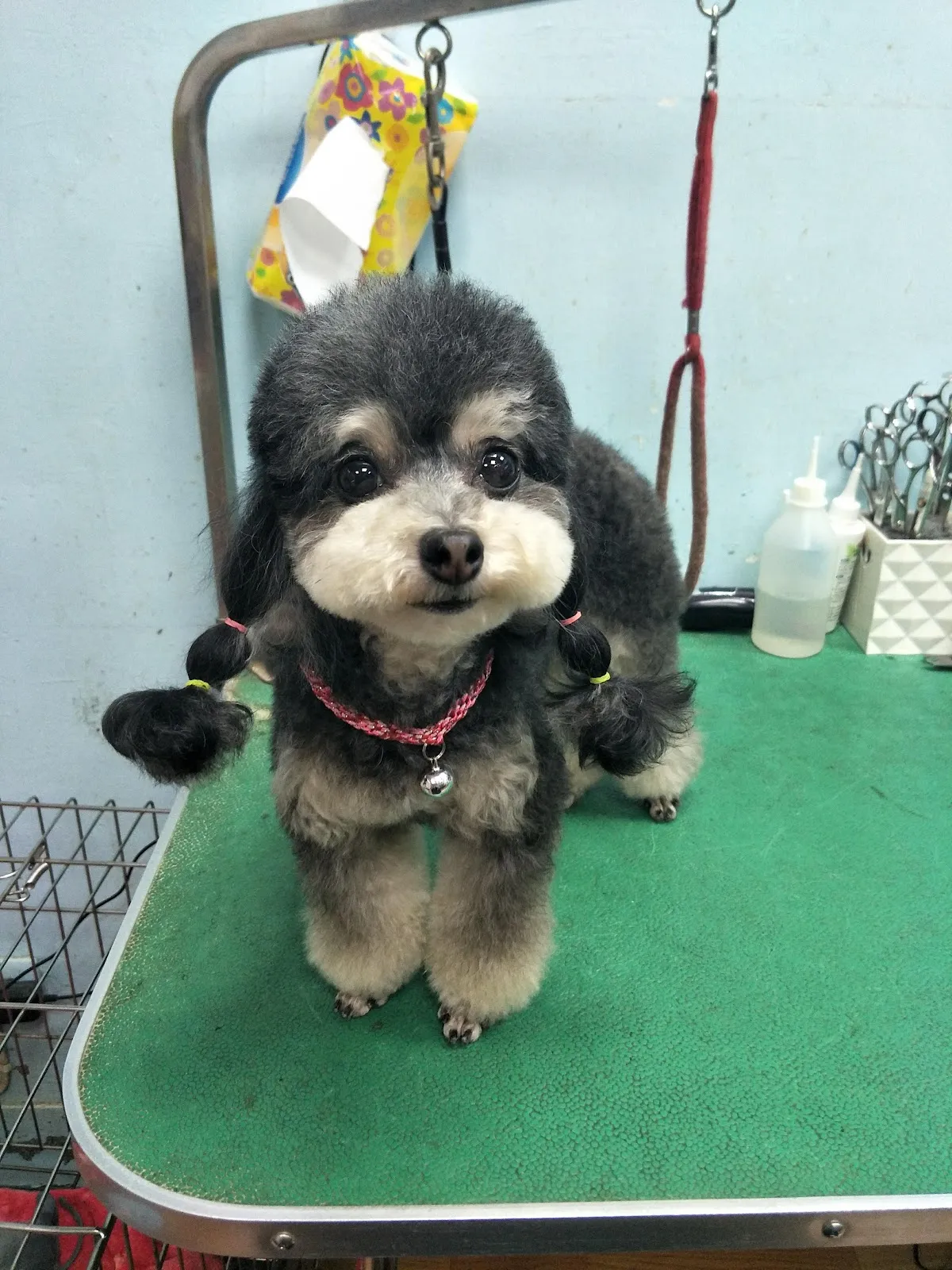 犬之湯屋寵物館