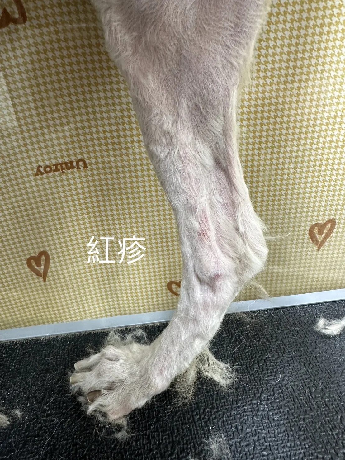 牠沐寵物美容