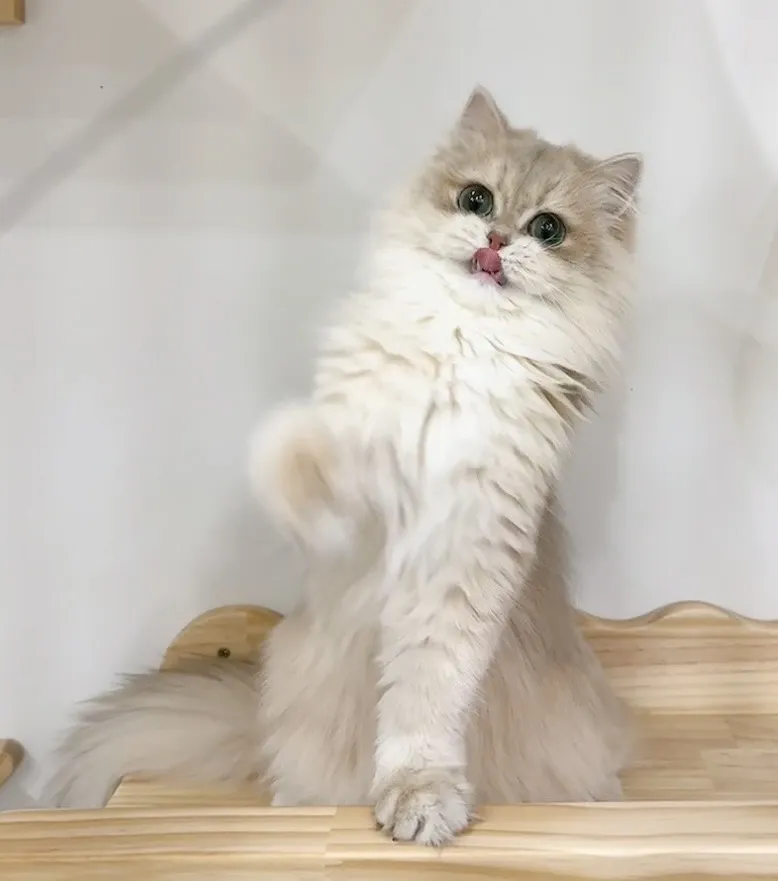喵屋貓舍