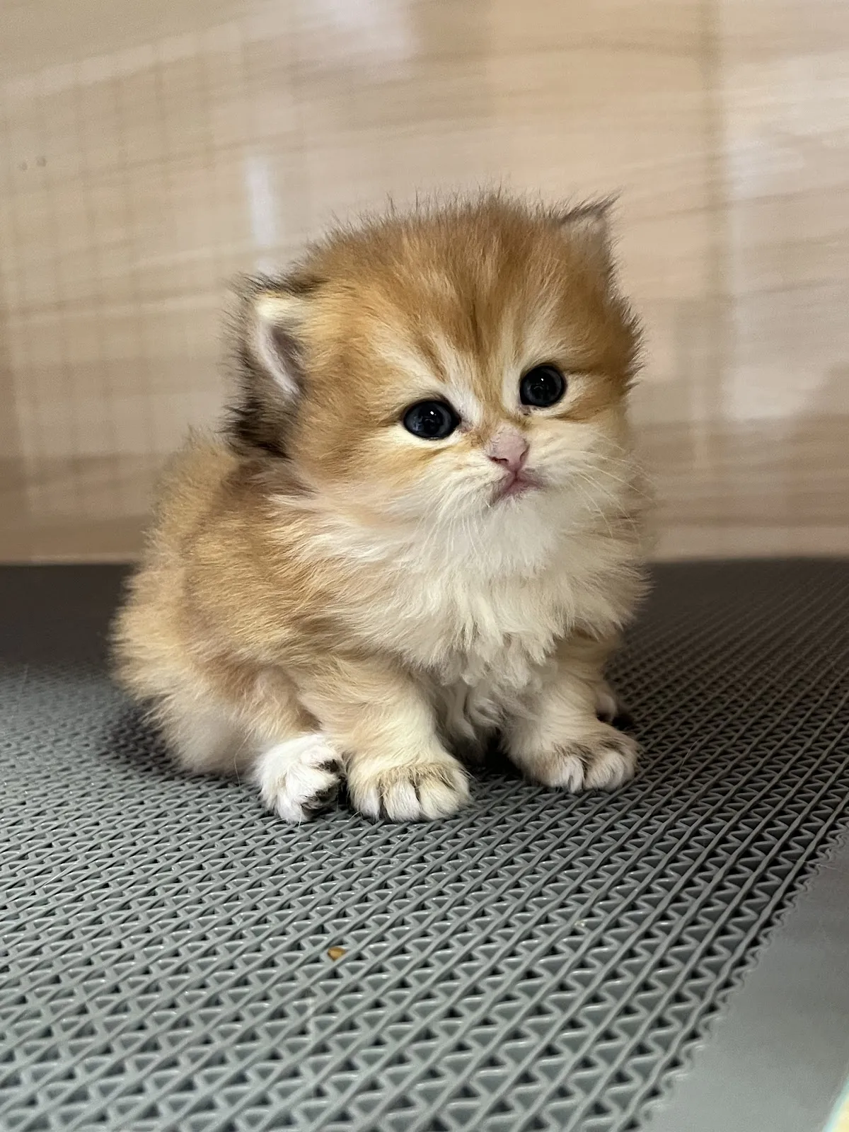 瑪汀貓舍