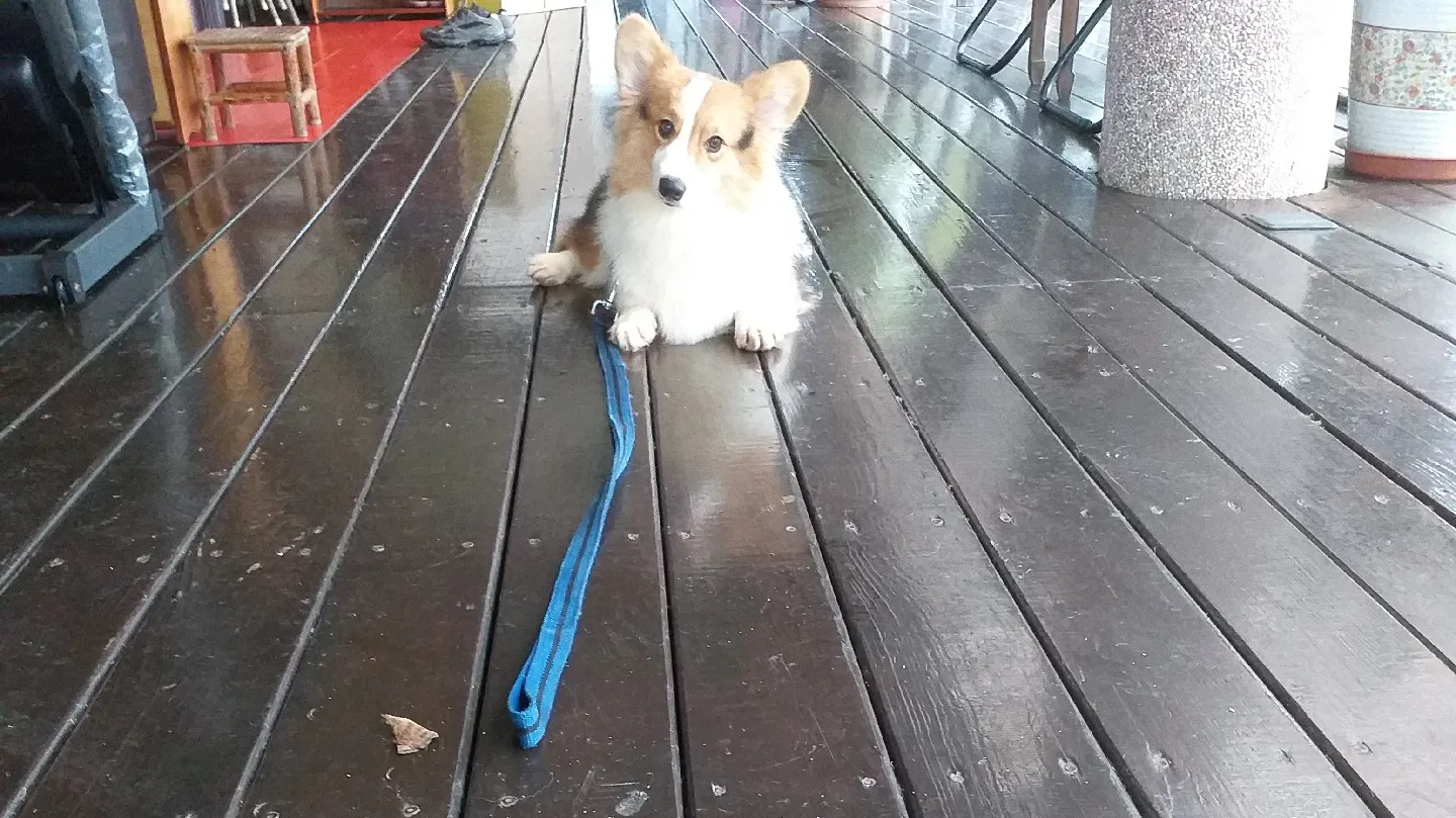 弘揚愛犬訓練學校