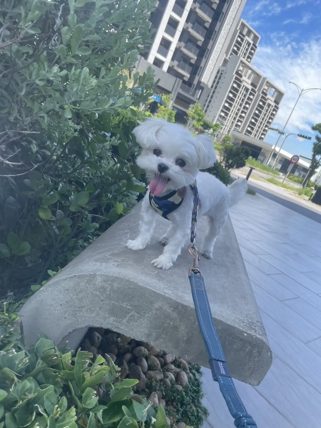 晨露森林寵物旅店