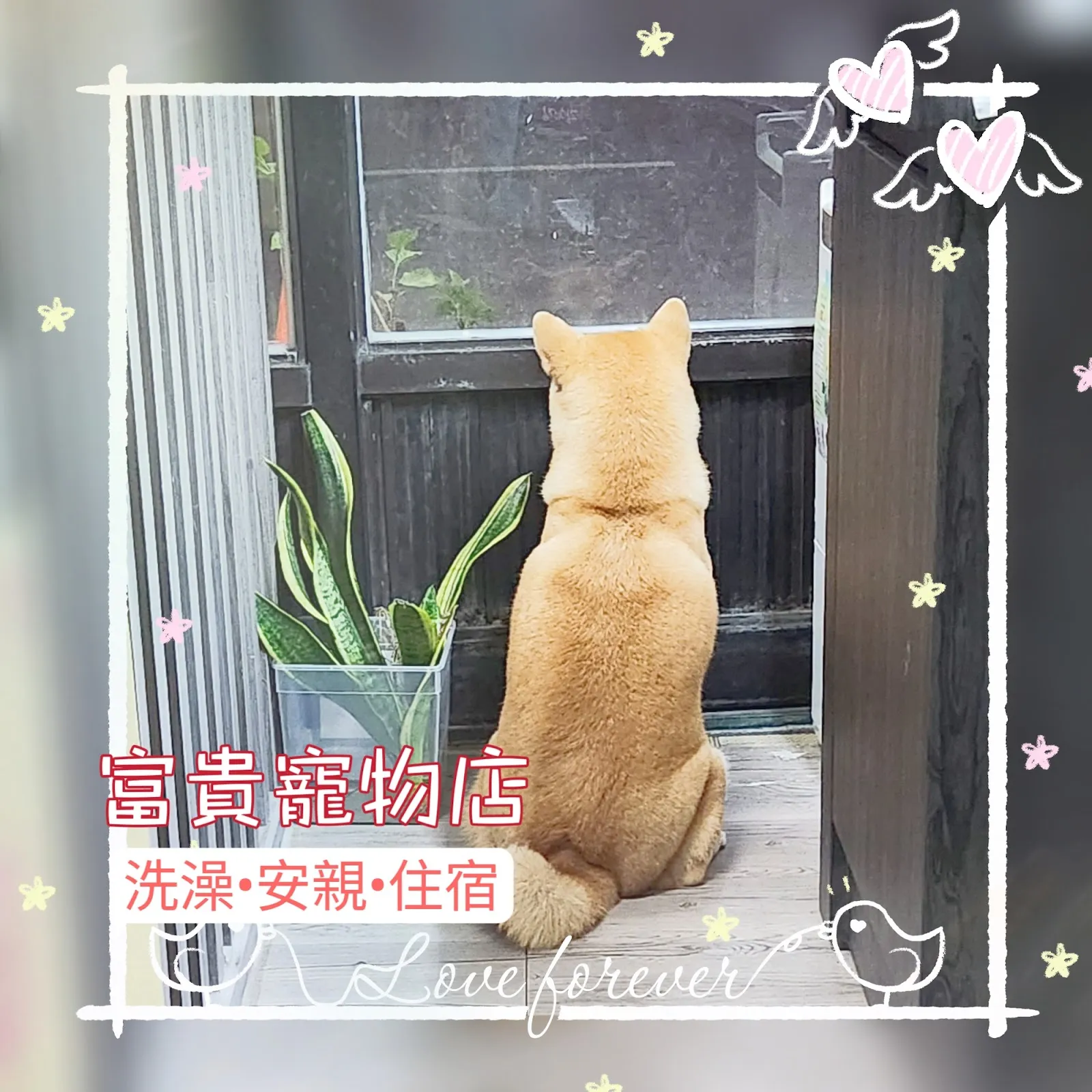 富貴寵物澡堂