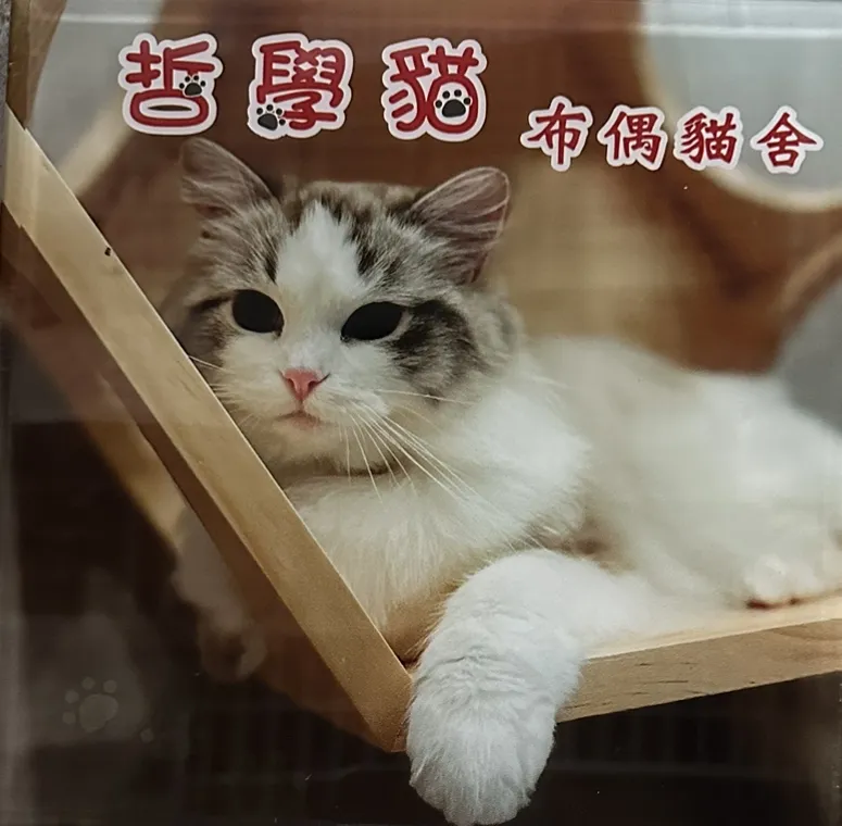哲學貓布偶貓舍