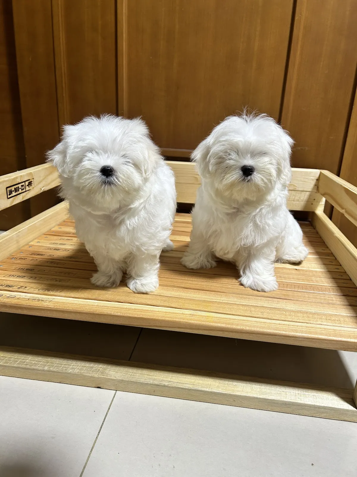 泰德鬥牛專業犬舍